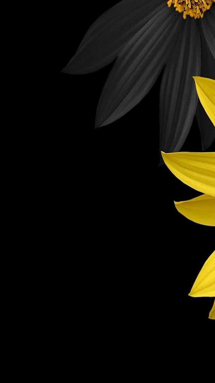 Black and Yellow Flower Wallpapers Top Free Black and Yellow Flower