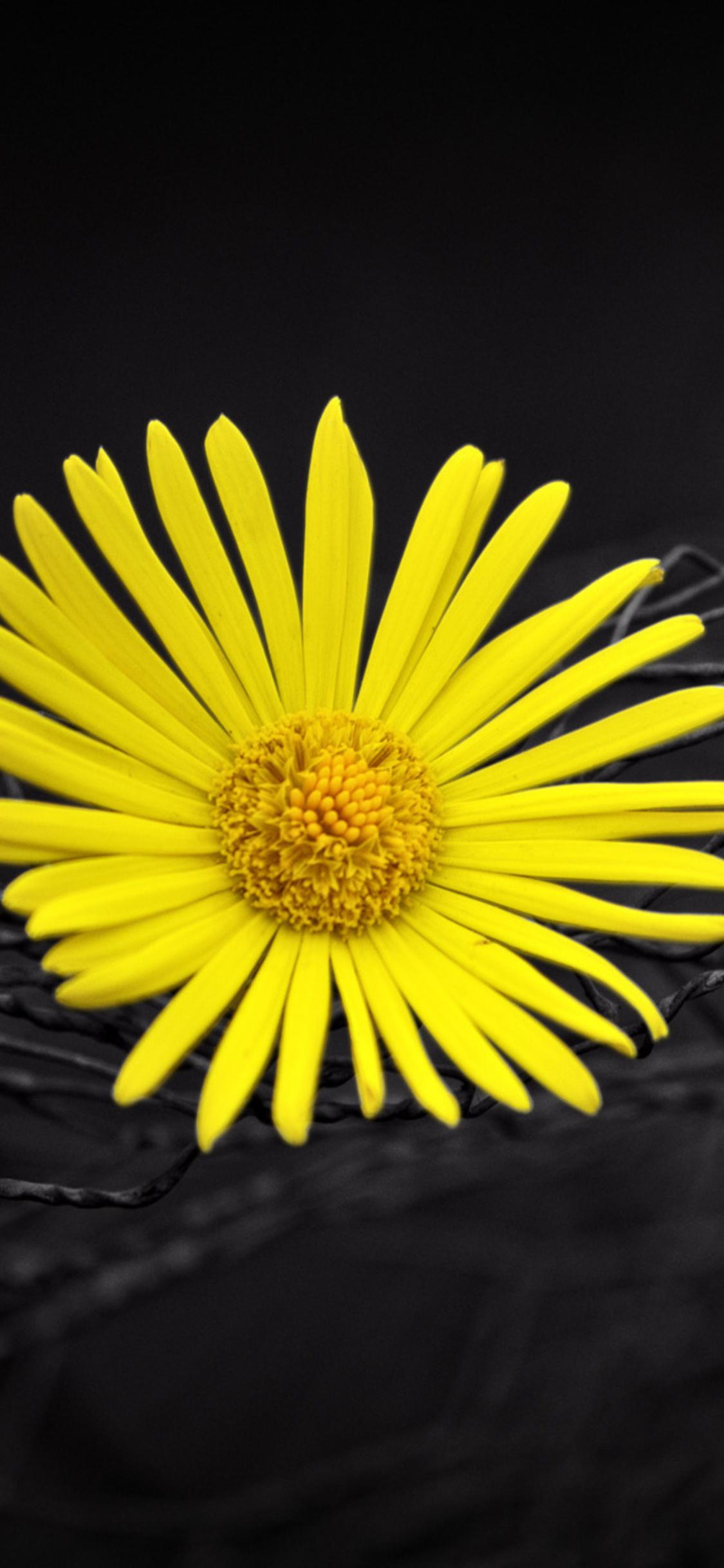 Black and Yellow Flower Wallpapers Top Free Black and Yellow Flower