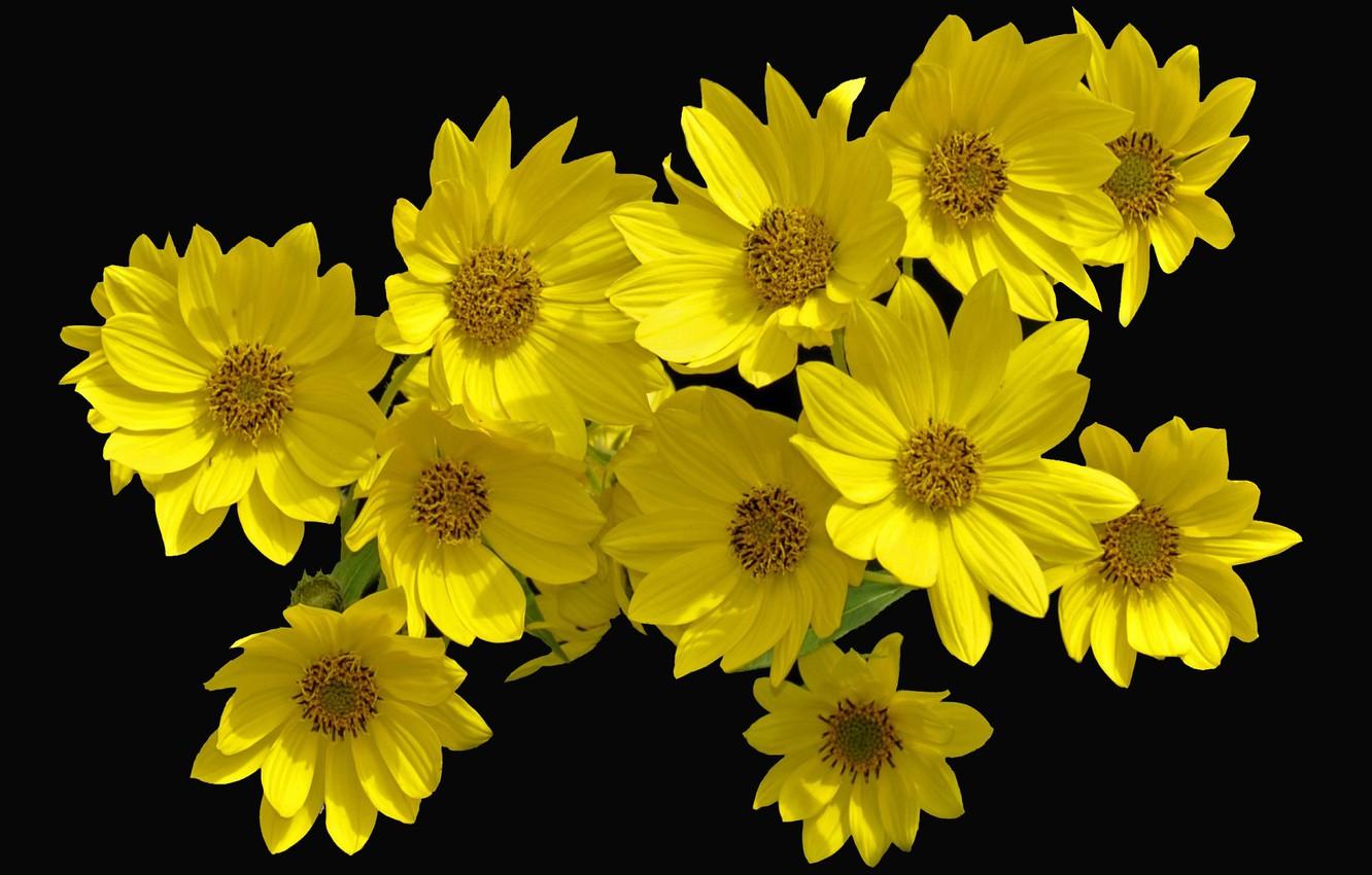 Black and Yellow Flower Wallpapers Top Free Black and Yellow Flower