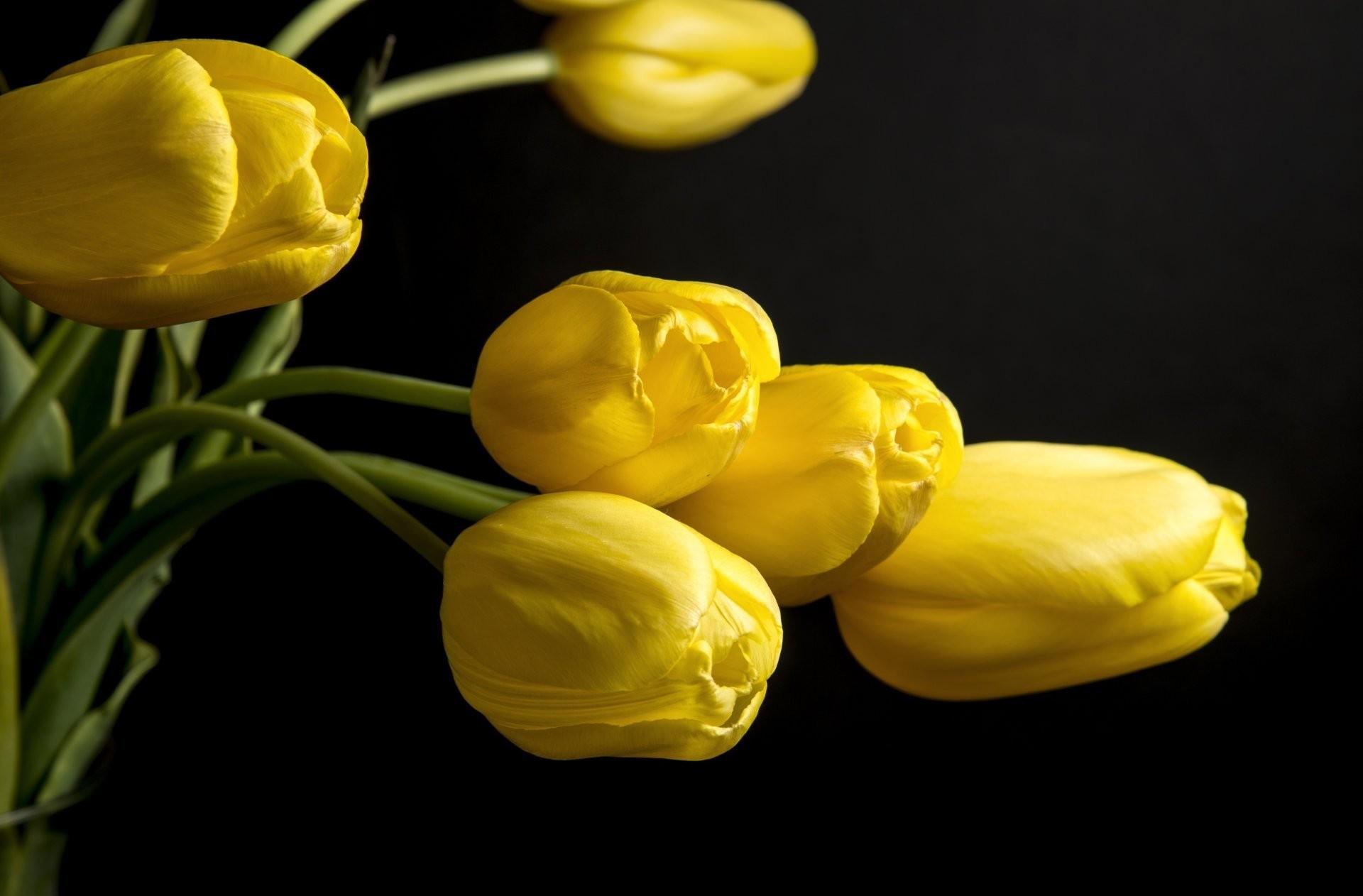 Black and Yellow Flower Wallpapers Top Free Black and Yellow Flower