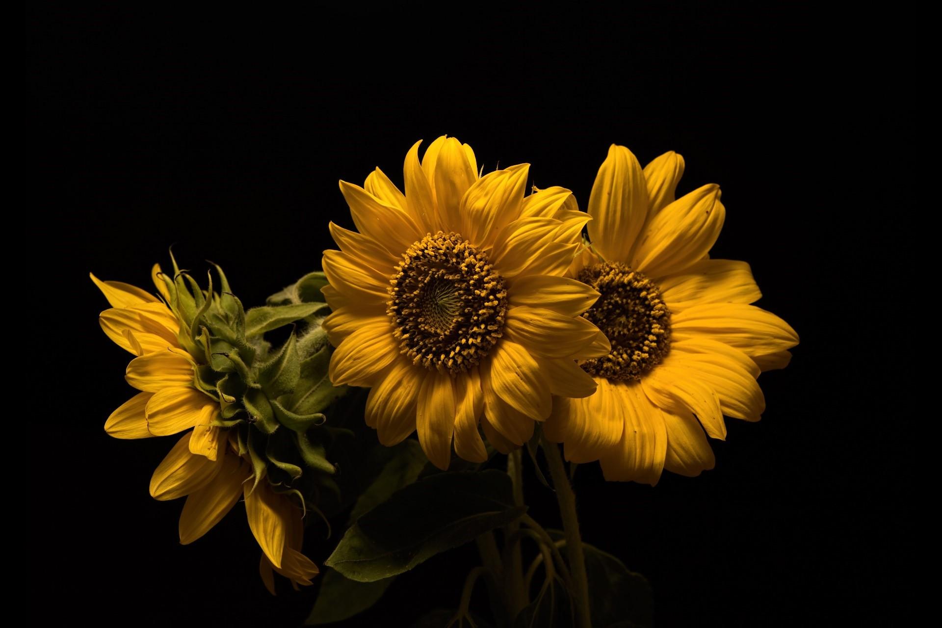 Black and Yellow Flower Wallpapers Top Free Black and Yellow Flower
