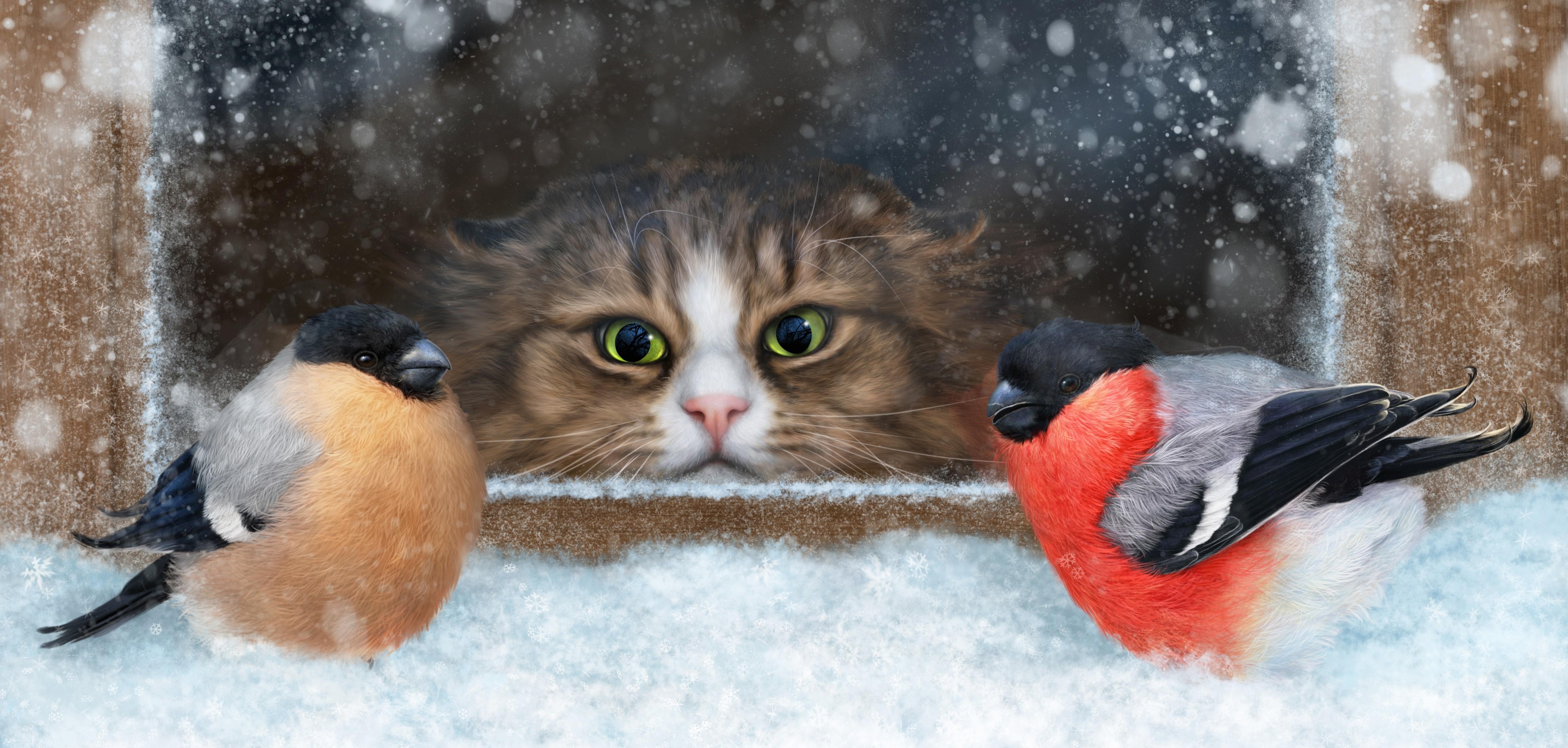 Cat and Bird Wallpapers Top Free Cat and Bird Backgrounds