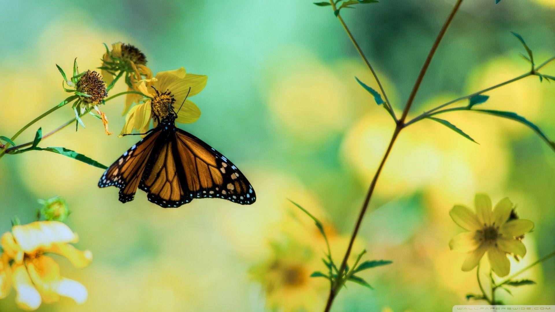 Yellow Butterfly Wallpapers Top Free Yellow Butterfly Backgrounds