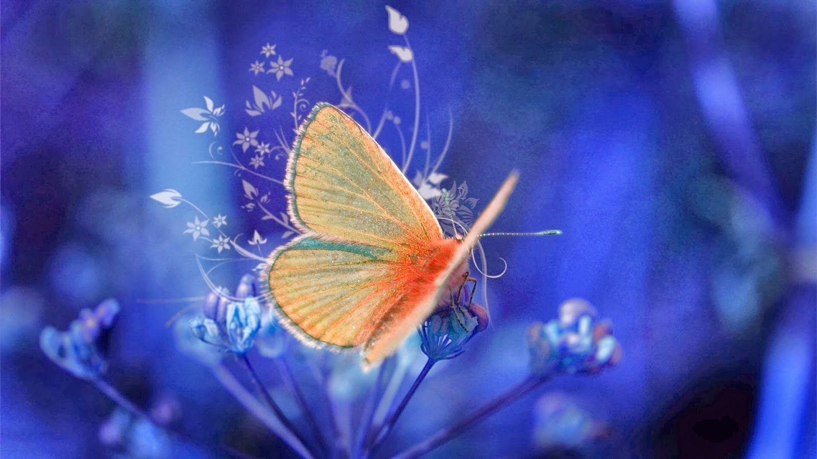 Yellow Butterfly Wallpapers Top Free Yellow Butterfly Backgrounds