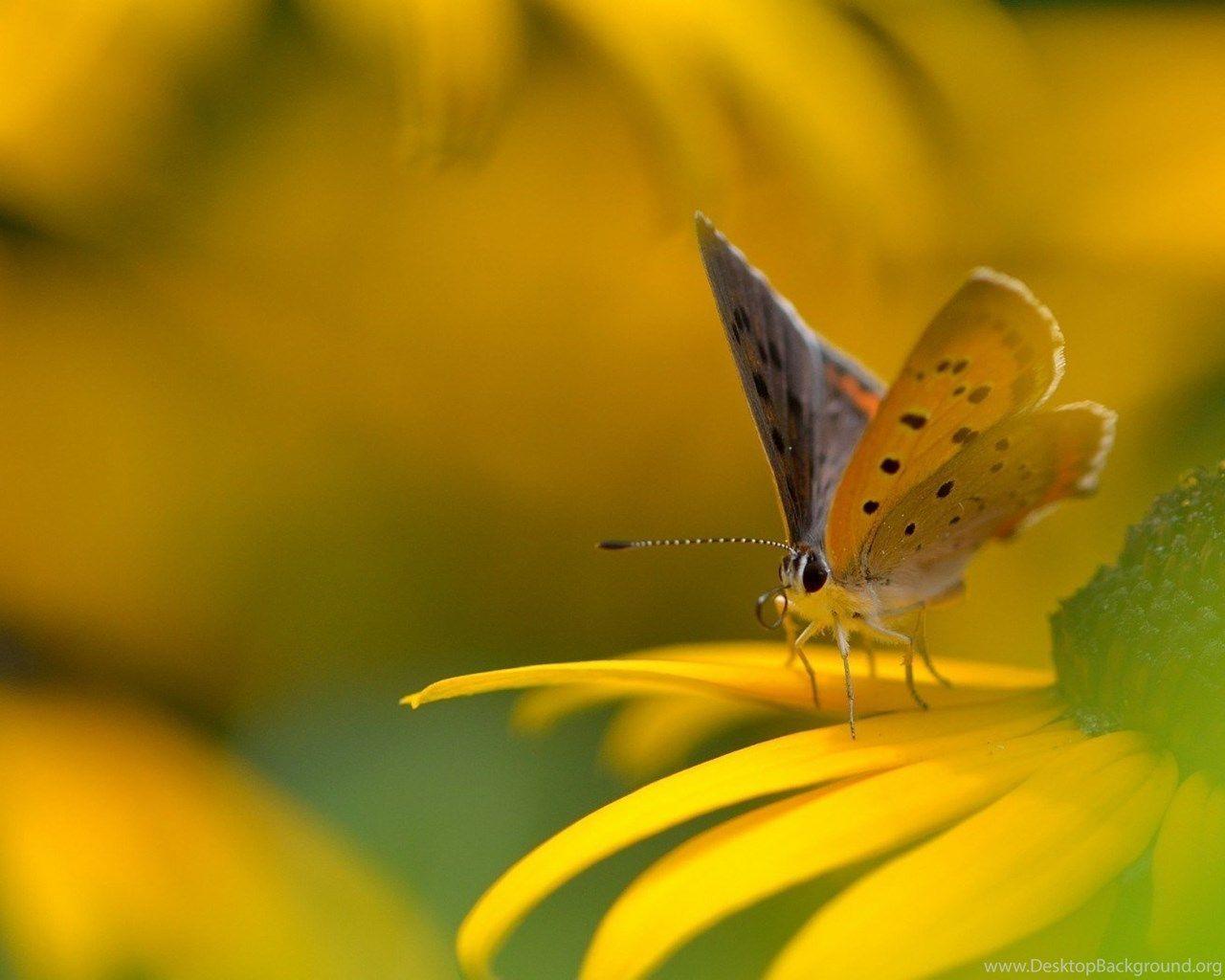Yellow Butterfly Wallpapers Top Free Yellow Butterfly Backgrounds