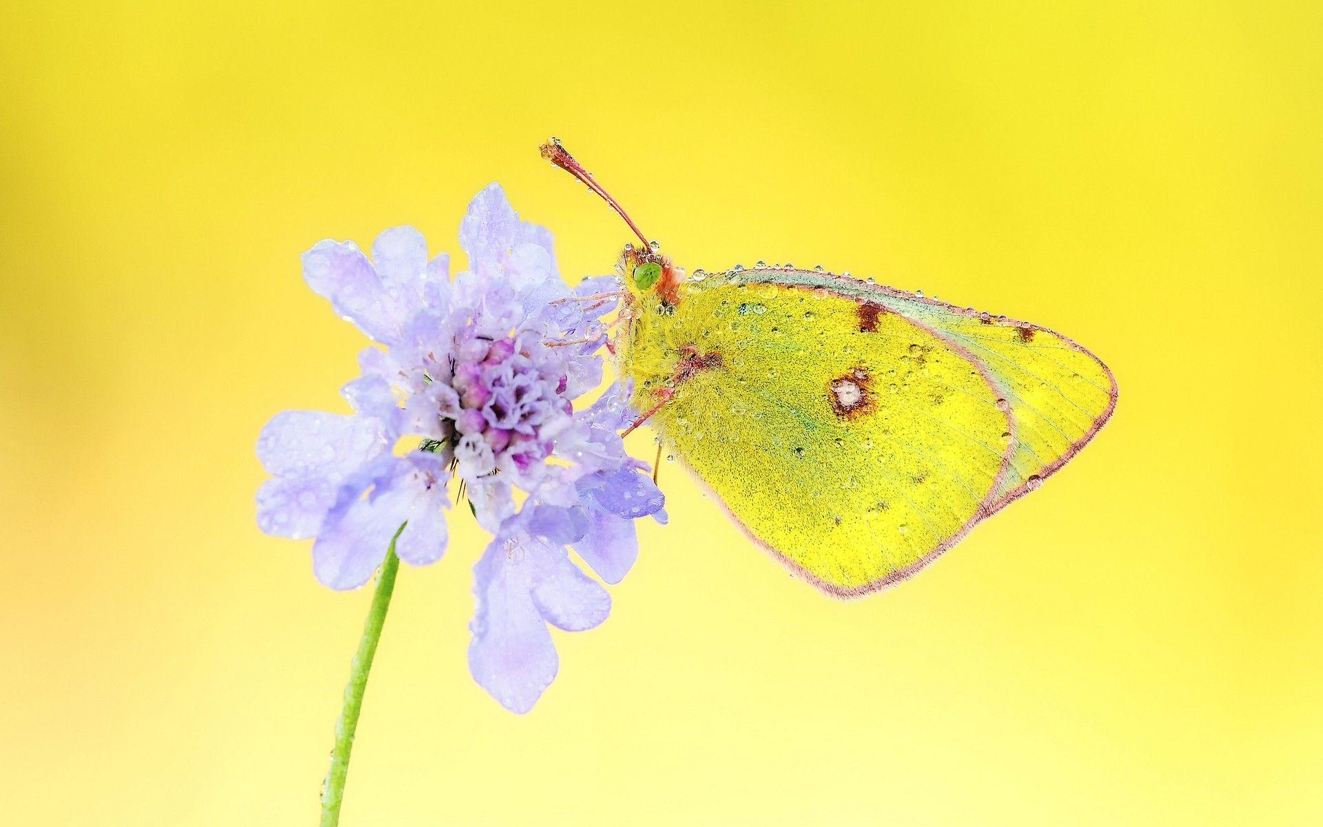 Yellow Butterfly Wallpapers Top Free Yellow Butterfly Backgrounds