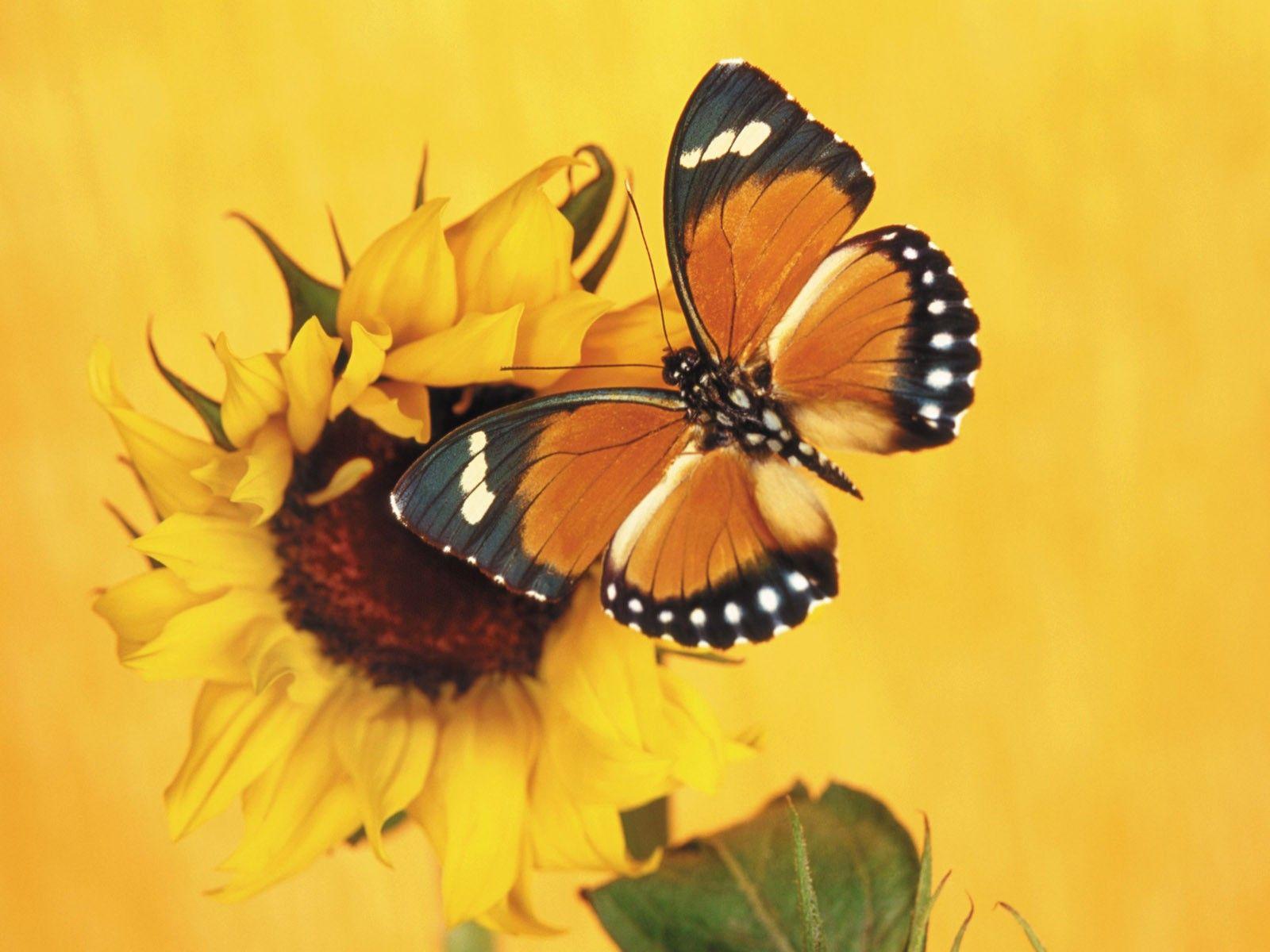 Yellow Butterfly Wallpapers Top Free Yellow Butterfly Backgrounds