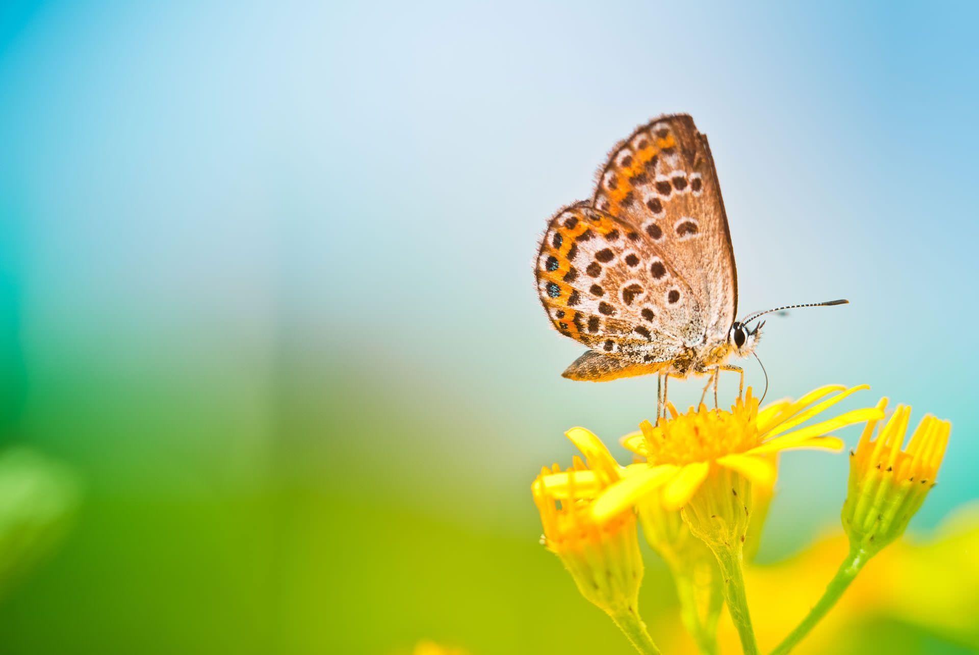 Yellow Butterfly Wallpapers Top Free Yellow Butterfly Backgrounds