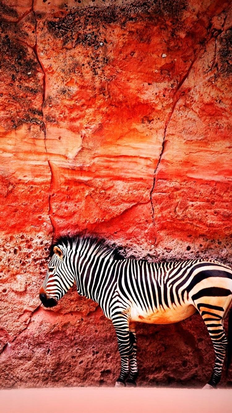 Zebra iPhone Wallpapers Top Free Zebra iPhone Backgrounds