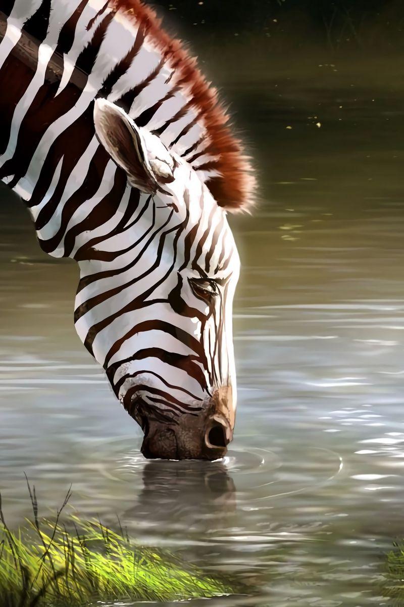 Zebra iPhone Wallpapers Top Free Zebra iPhone Backgrounds