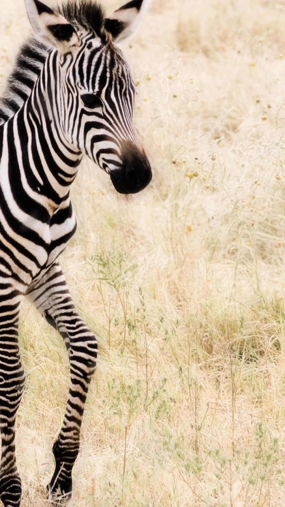 Zebra iPhone Wallpapers Top Free Zebra iPhone Backgrounds