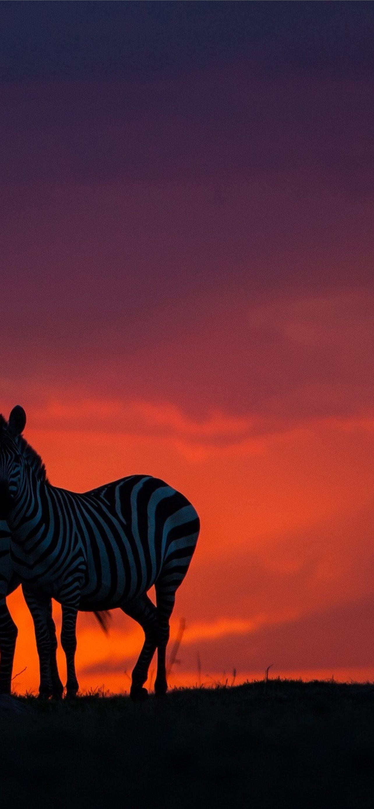 Zebra iPhone Wallpapers Top Free Zebra iPhone Backgrounds