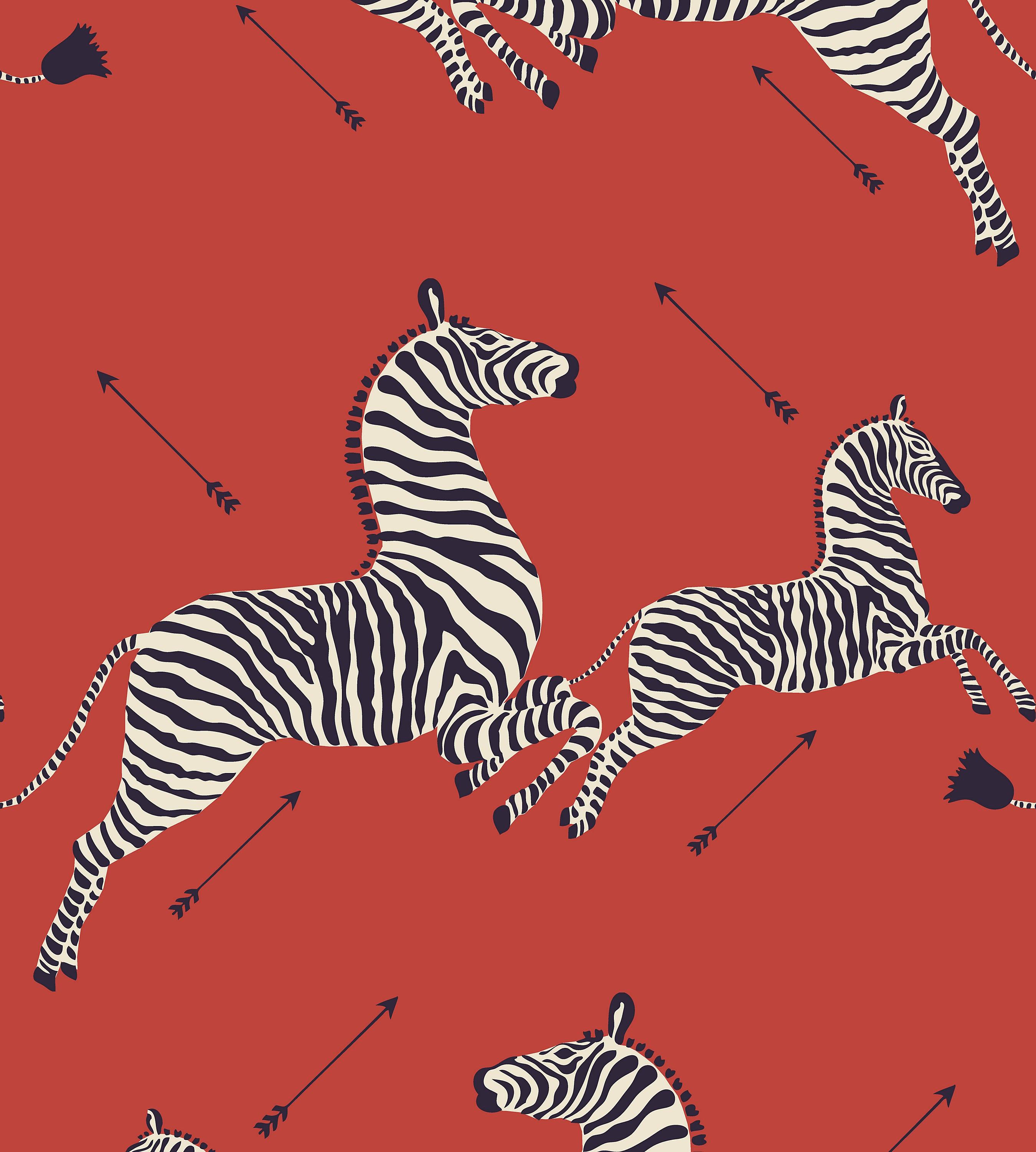 Zebra iPhone Wallpapers Top Free Zebra iPhone Backgrounds