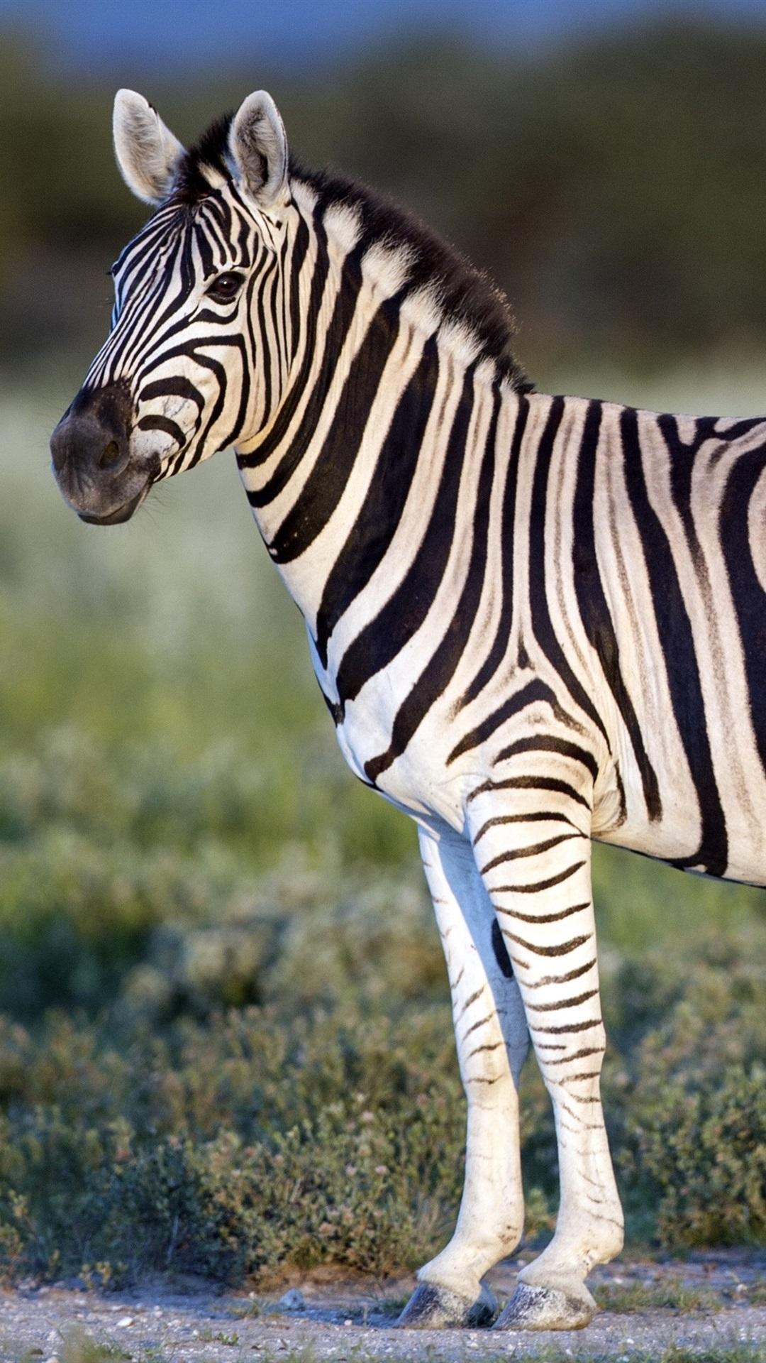 Zebra iPhone Wallpapers Top Free Zebra iPhone Backgrounds