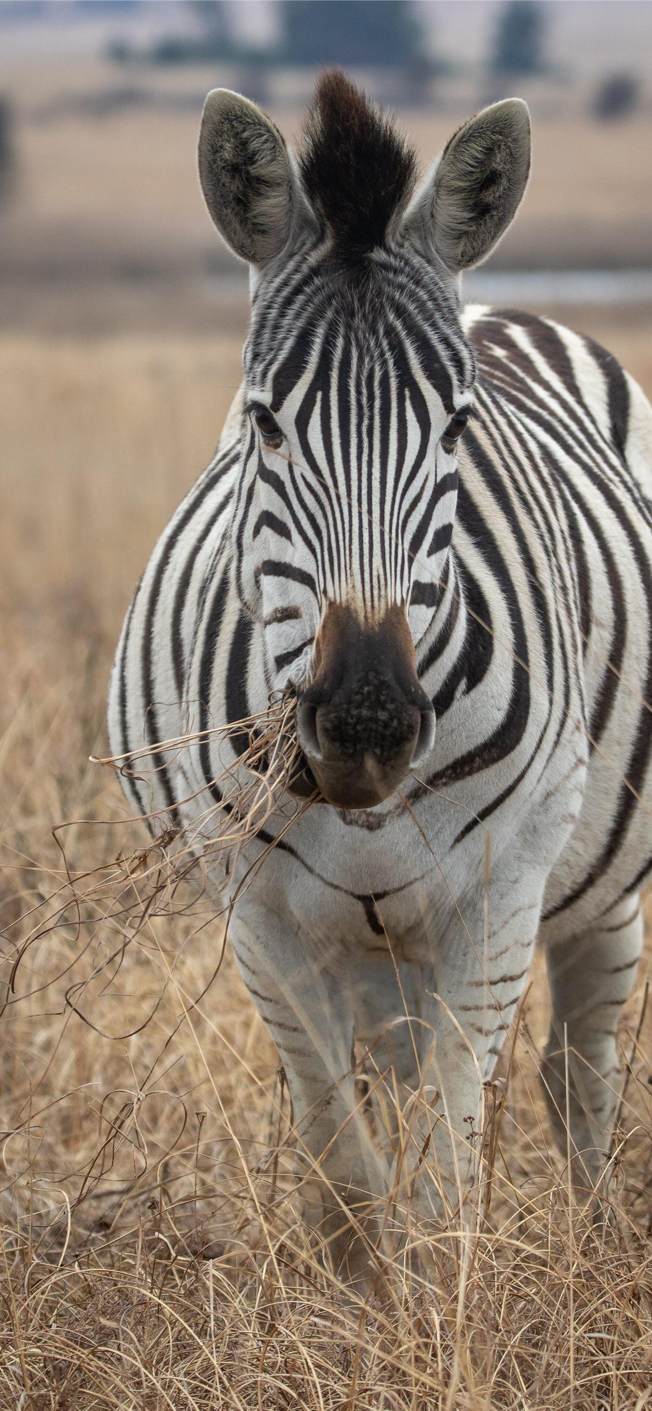 Zebra iPhone Wallpapers Top Free Zebra iPhone Backgrounds