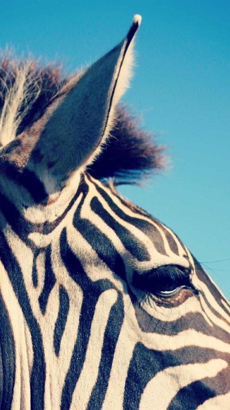 Zebra iPhone Wallpapers Top Free Zebra iPhone Backgrounds