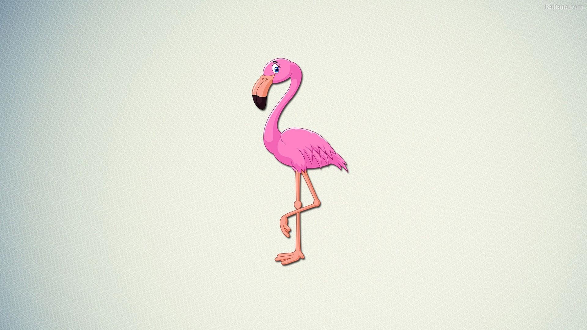 Flamingo Wallpapers Top Free Flamingo Backgrounds WallpaperAccess