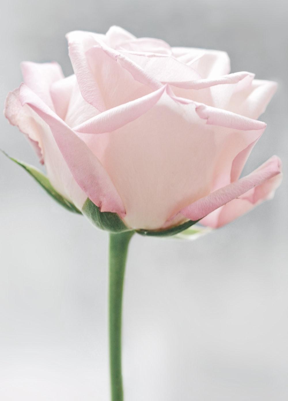 Pink and White Roses Wallpapers Top Free Pink and White Roses