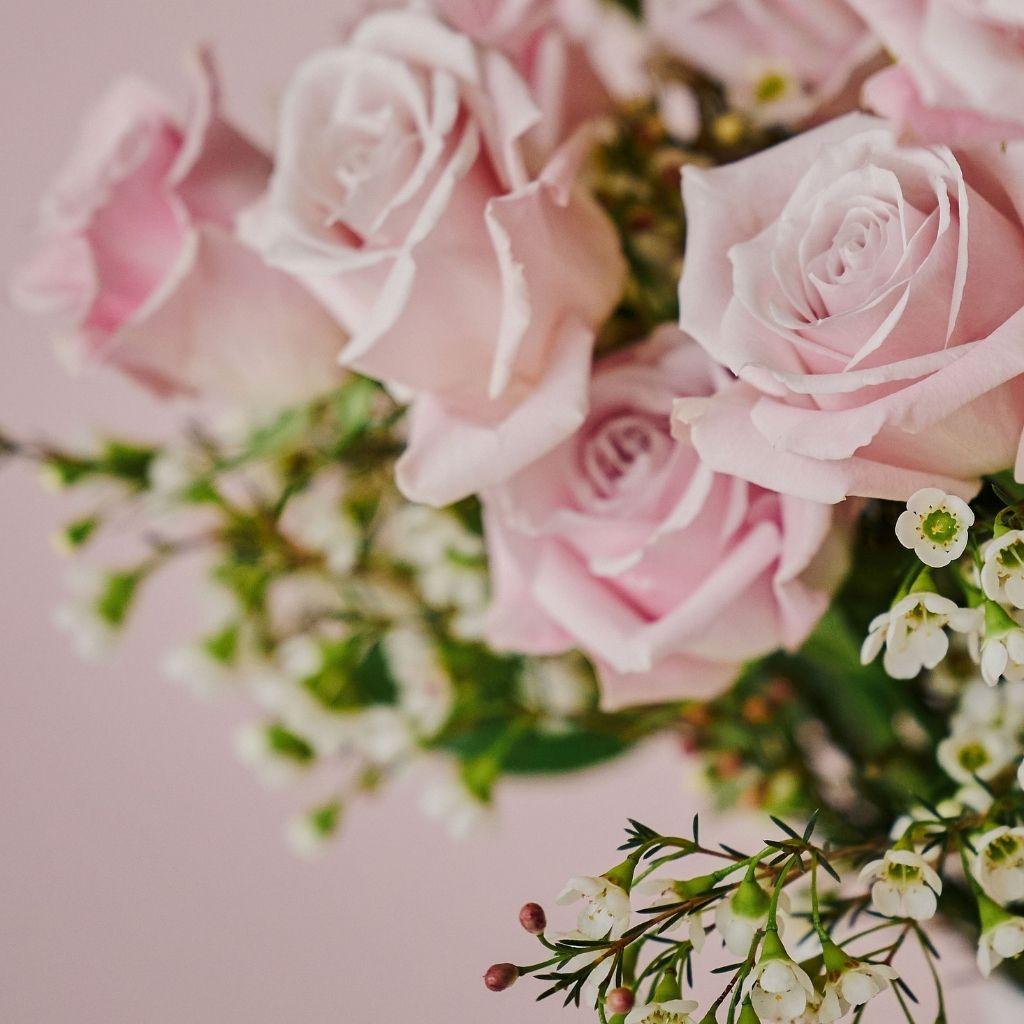 Pink and White Roses Wallpapers Top Free Pink and White Roses