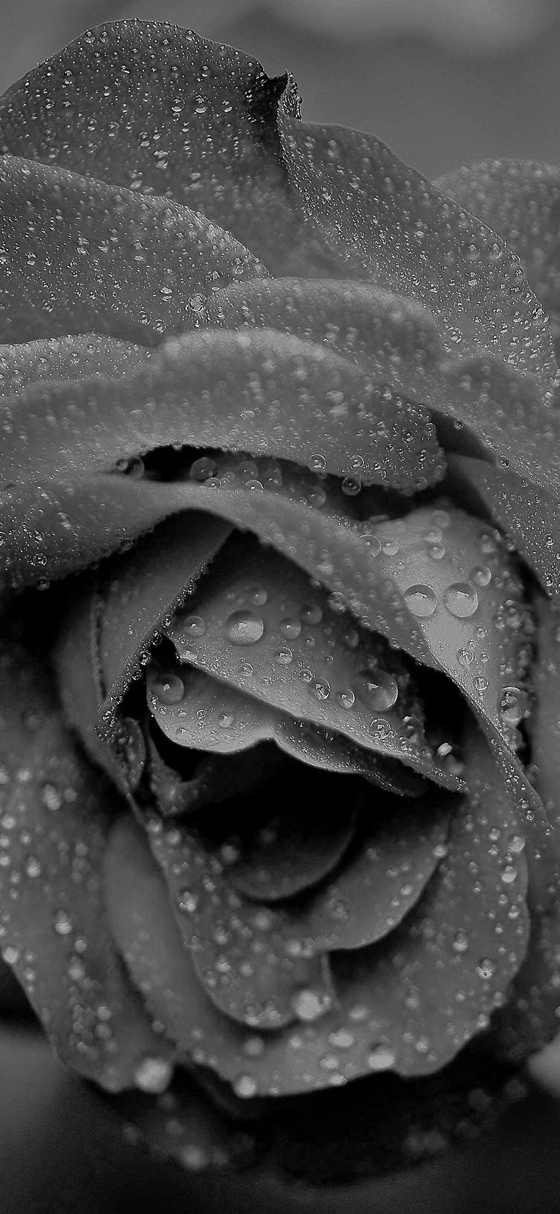 Rain Rose Wallpapers Top Free Rain Rose Backgrounds WallpaperAccess