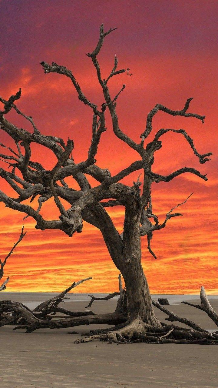 Dead Tree Wallpapers Top Free Dead Tree Backgrounds WallpaperAccess