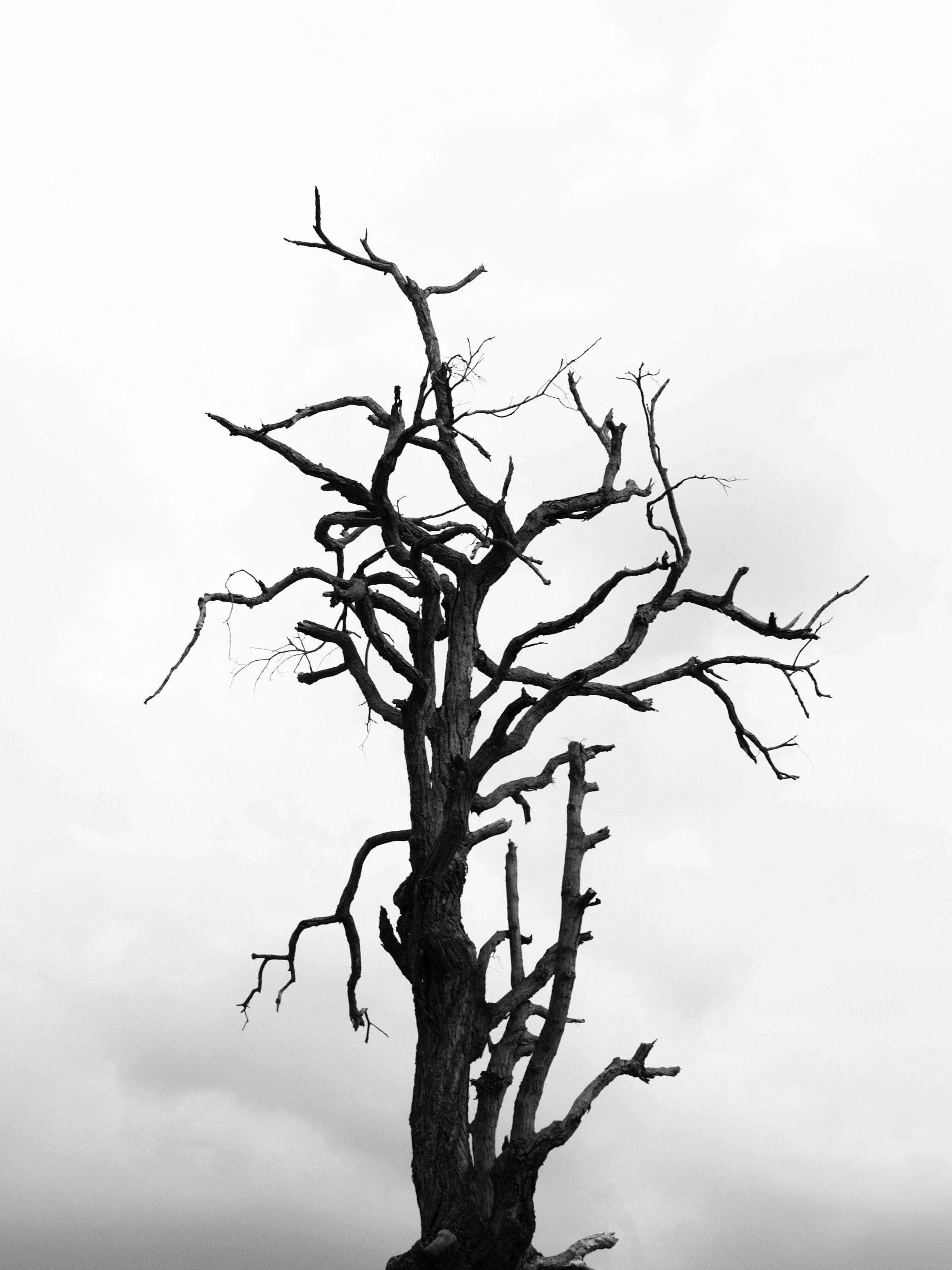Dead Tree Wallpapers Top Free Dead Tree Backgrounds WallpaperAccess