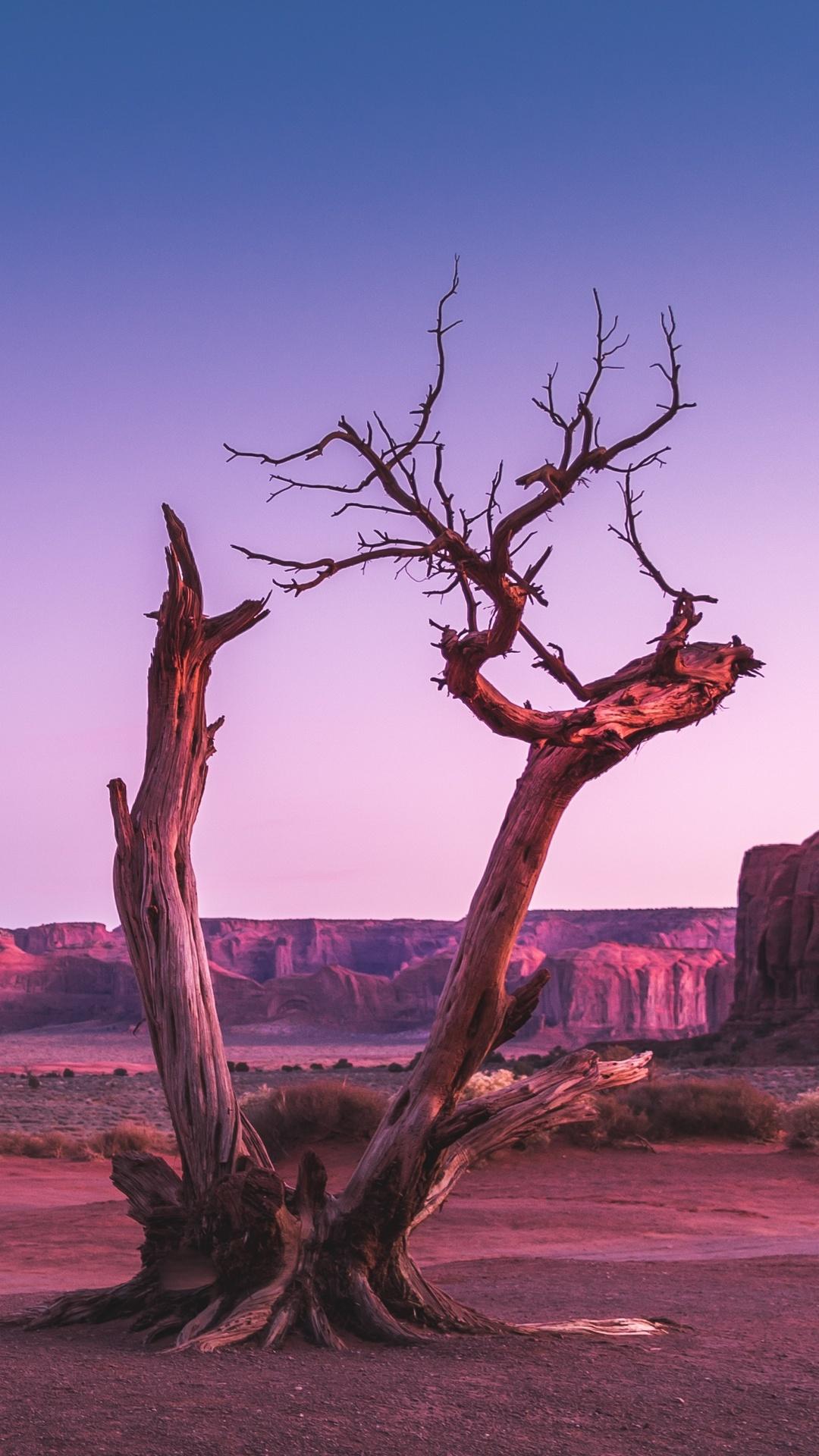 Dead Tree Wallpapers Top Free Dead Tree Backgrounds WallpaperAccess