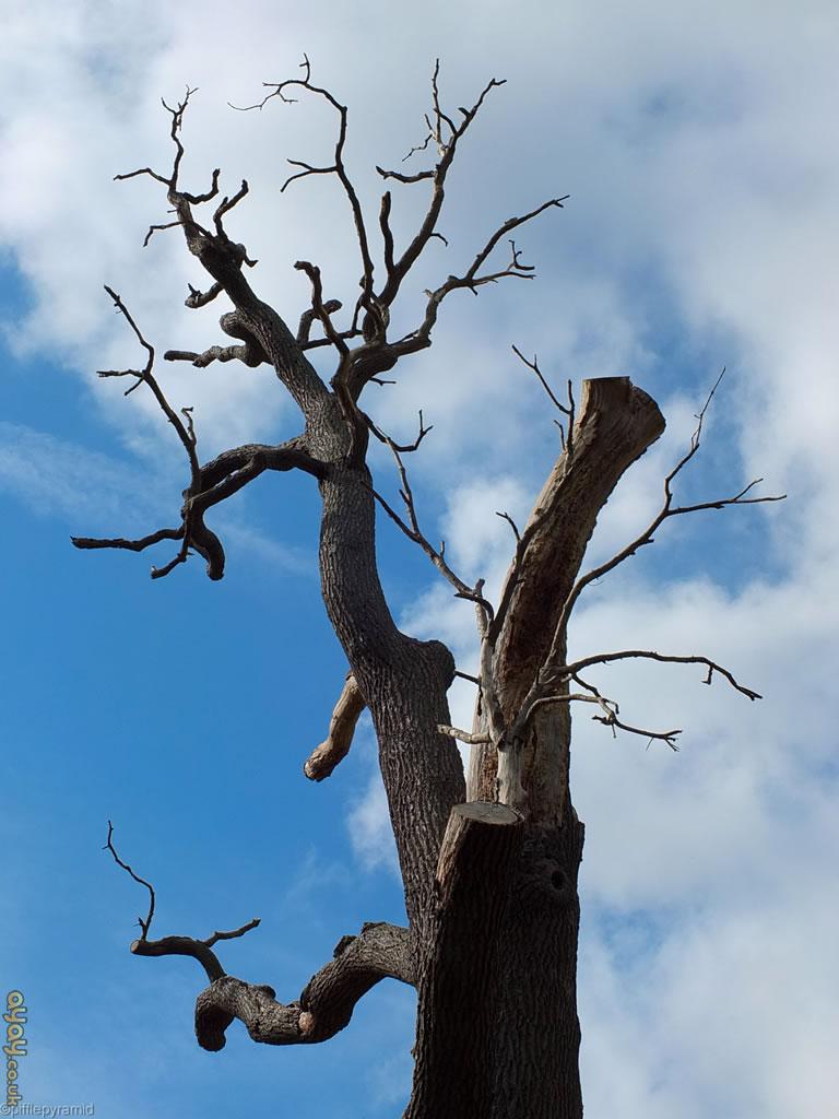 Dead Tree Wallpapers Top Free Dead Tree Backgrounds WallpaperAccess