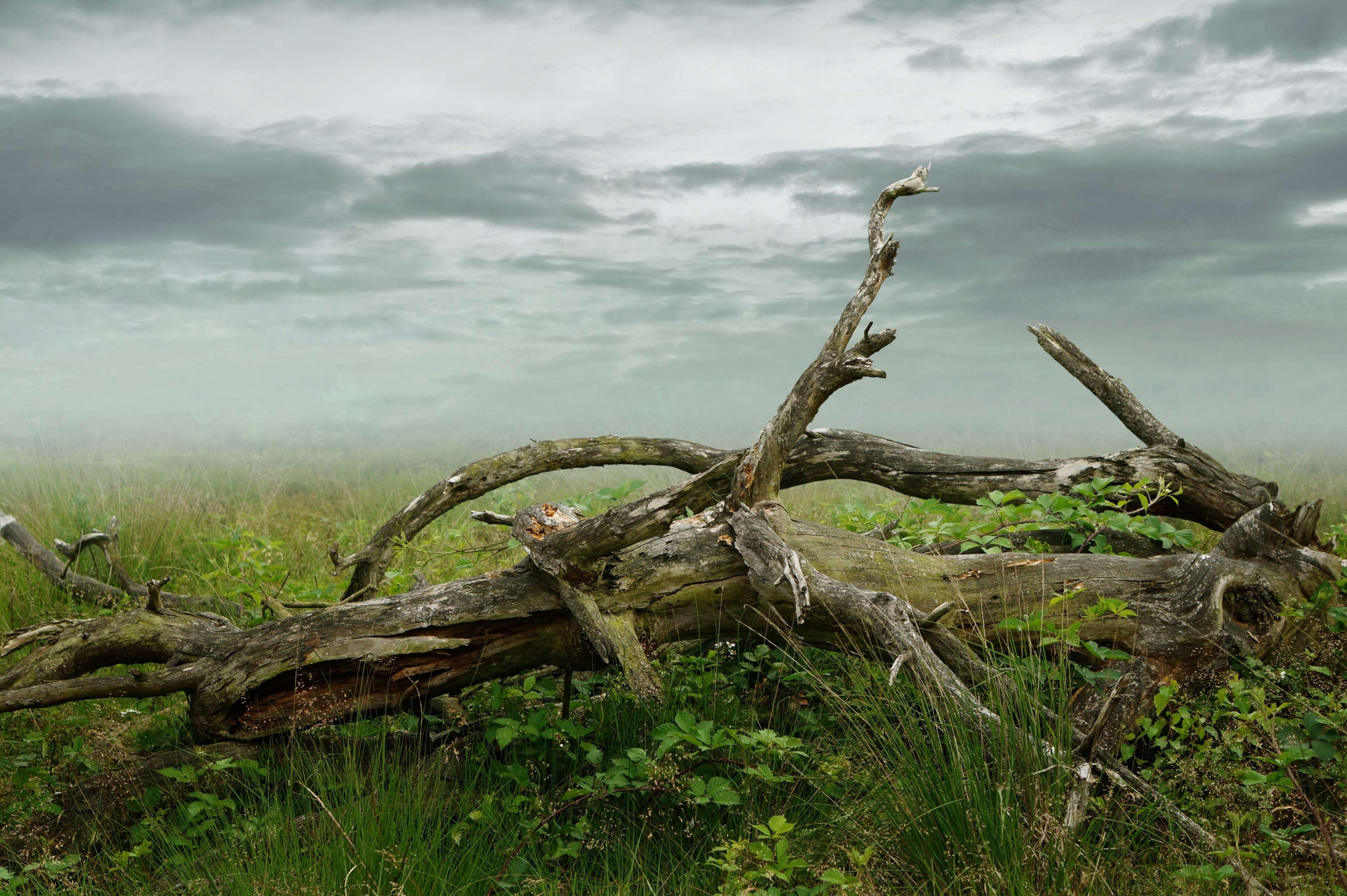 Dead Tree Wallpapers Top Free Dead Tree Backgrounds WallpaperAccess