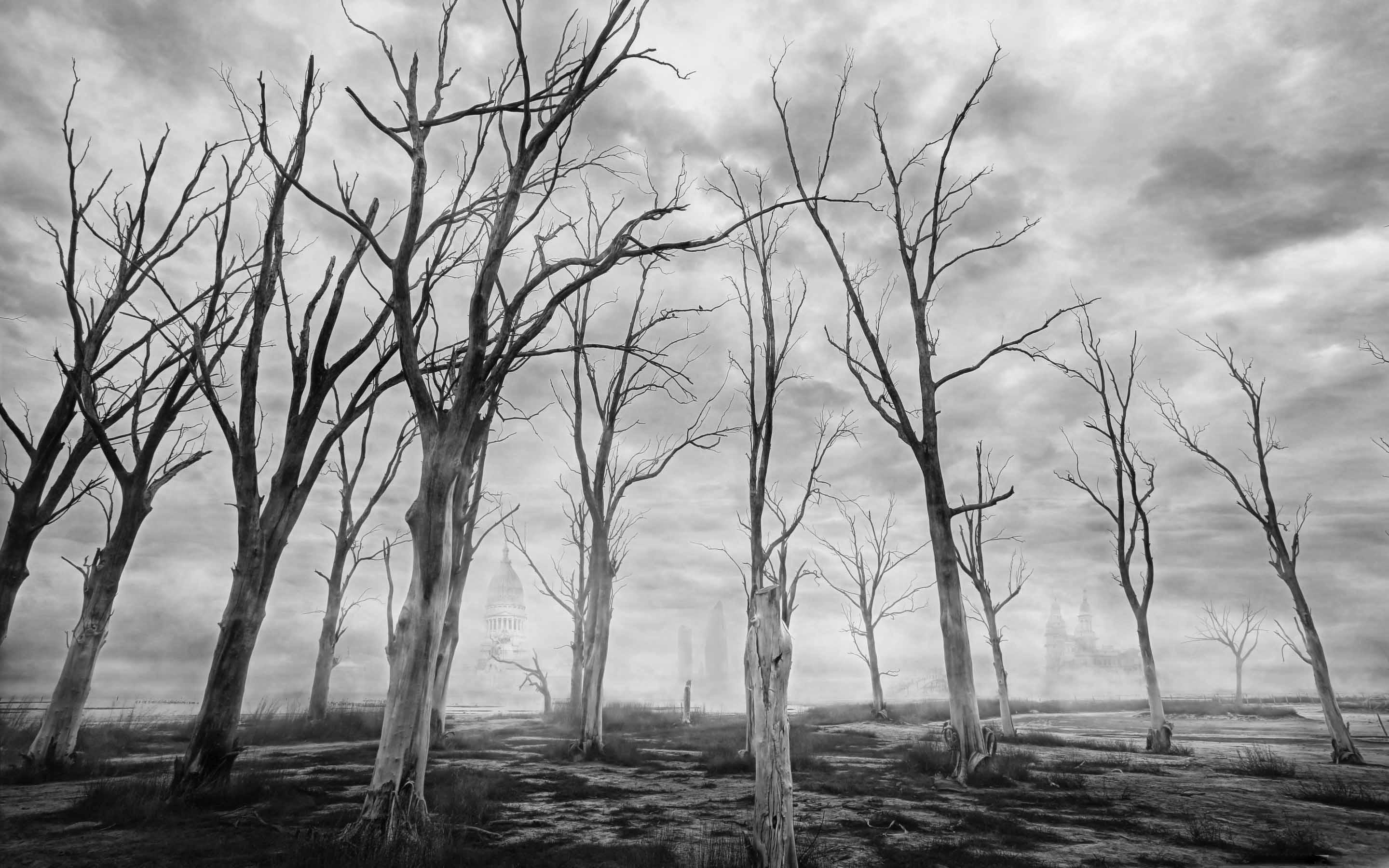 Dead Tree Wallpapers Top Free Dead Tree Backgrounds WallpaperAccess