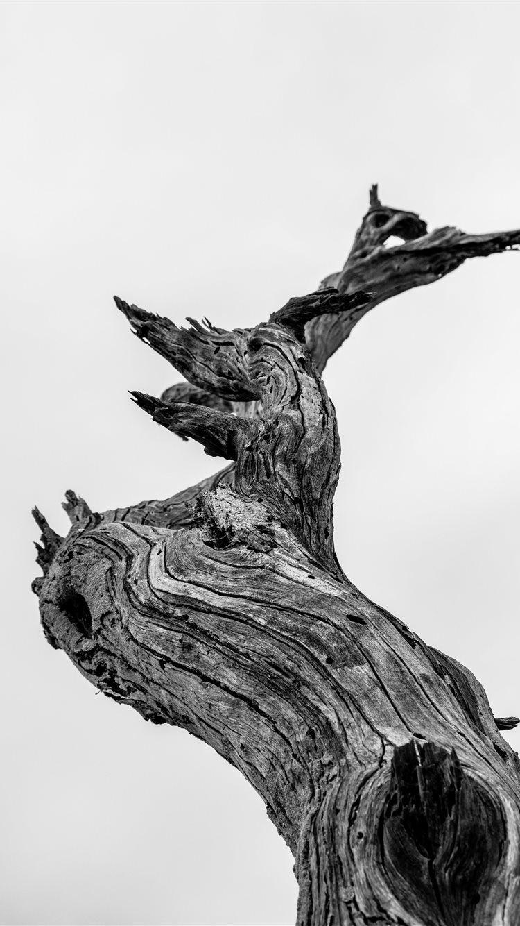 Dead Tree Wallpapers Top Free Dead Tree Backgrounds WallpaperAccess