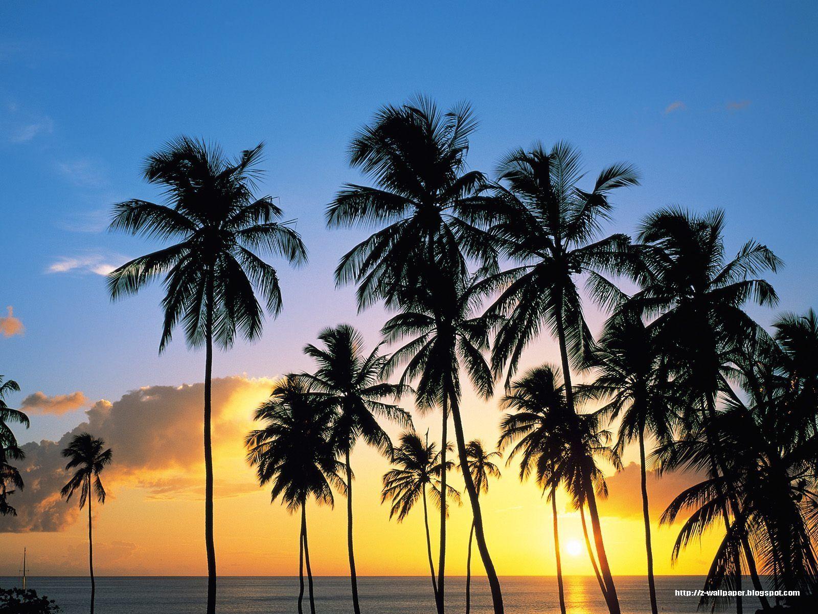 Palm Trees Wallpapers Top Free Palm Trees Backgrounds WallpaperAccess