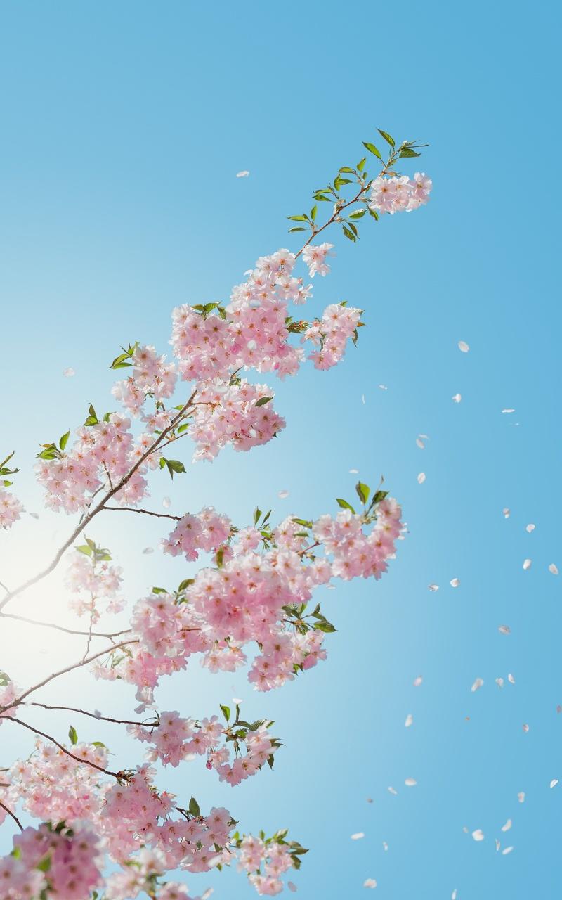 Flower Tablet Wallpapers Top Free Flower Tablet Backgrounds