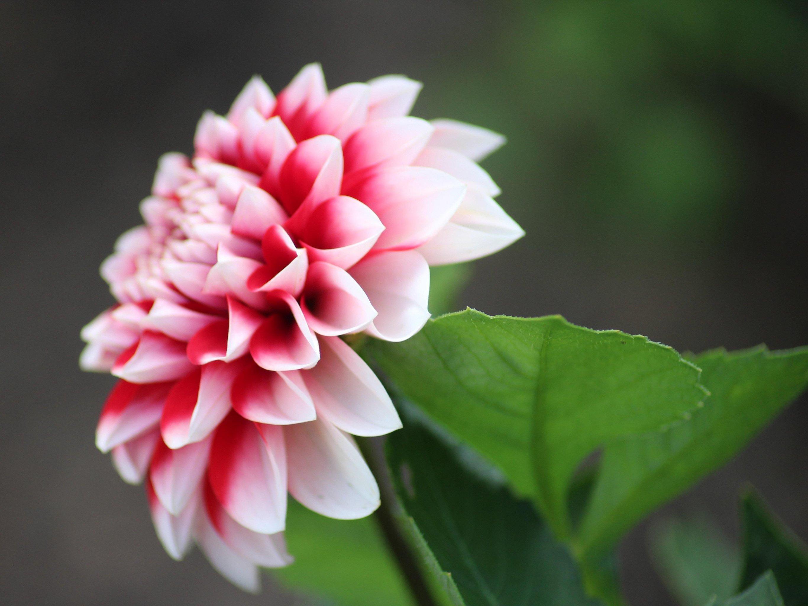 Flower Tablet Wallpapers Top Free Flower Tablet Backgrounds