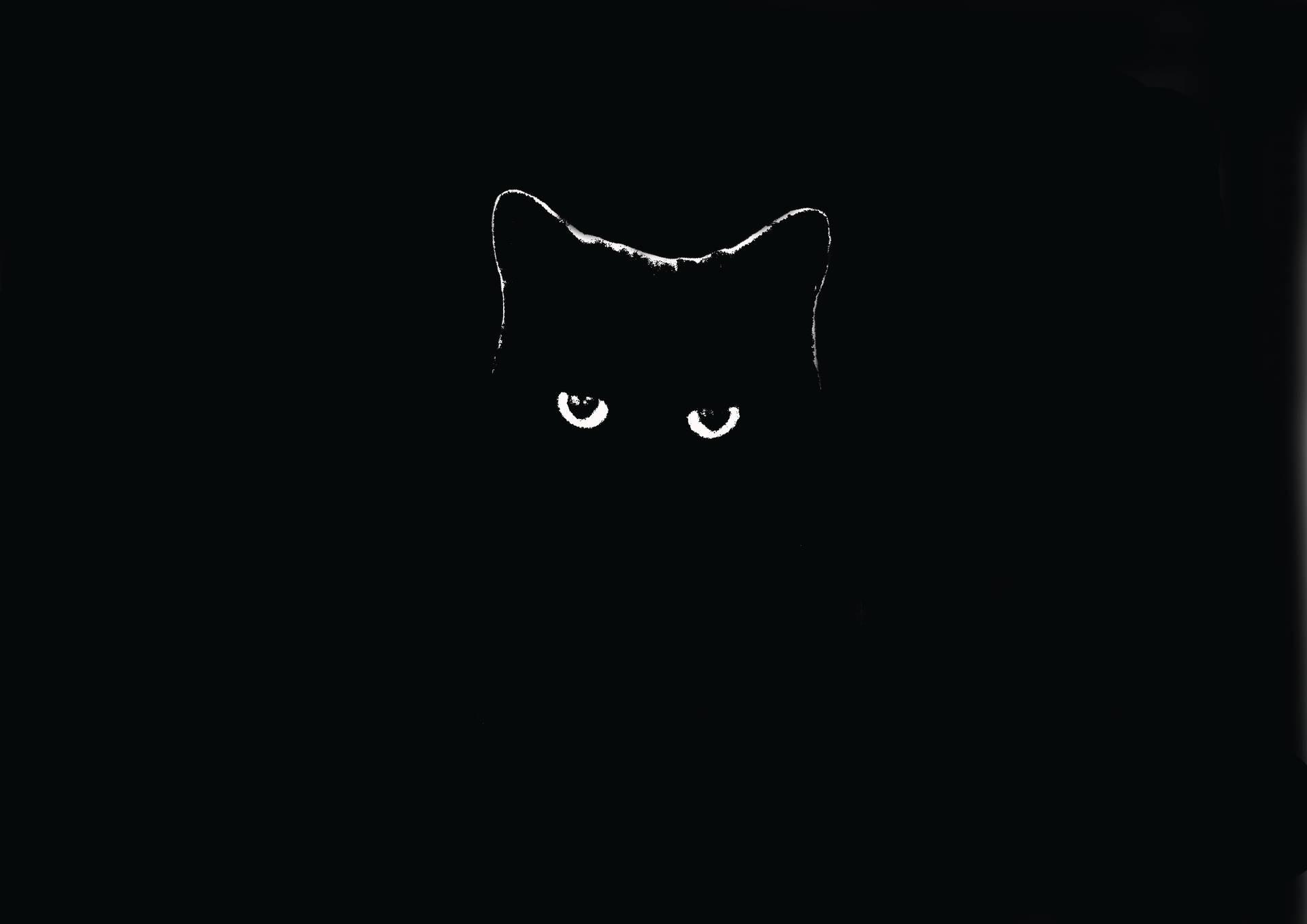 Black Cat 4k Wallpapers Top Free Black Cat 4k Backgrounds