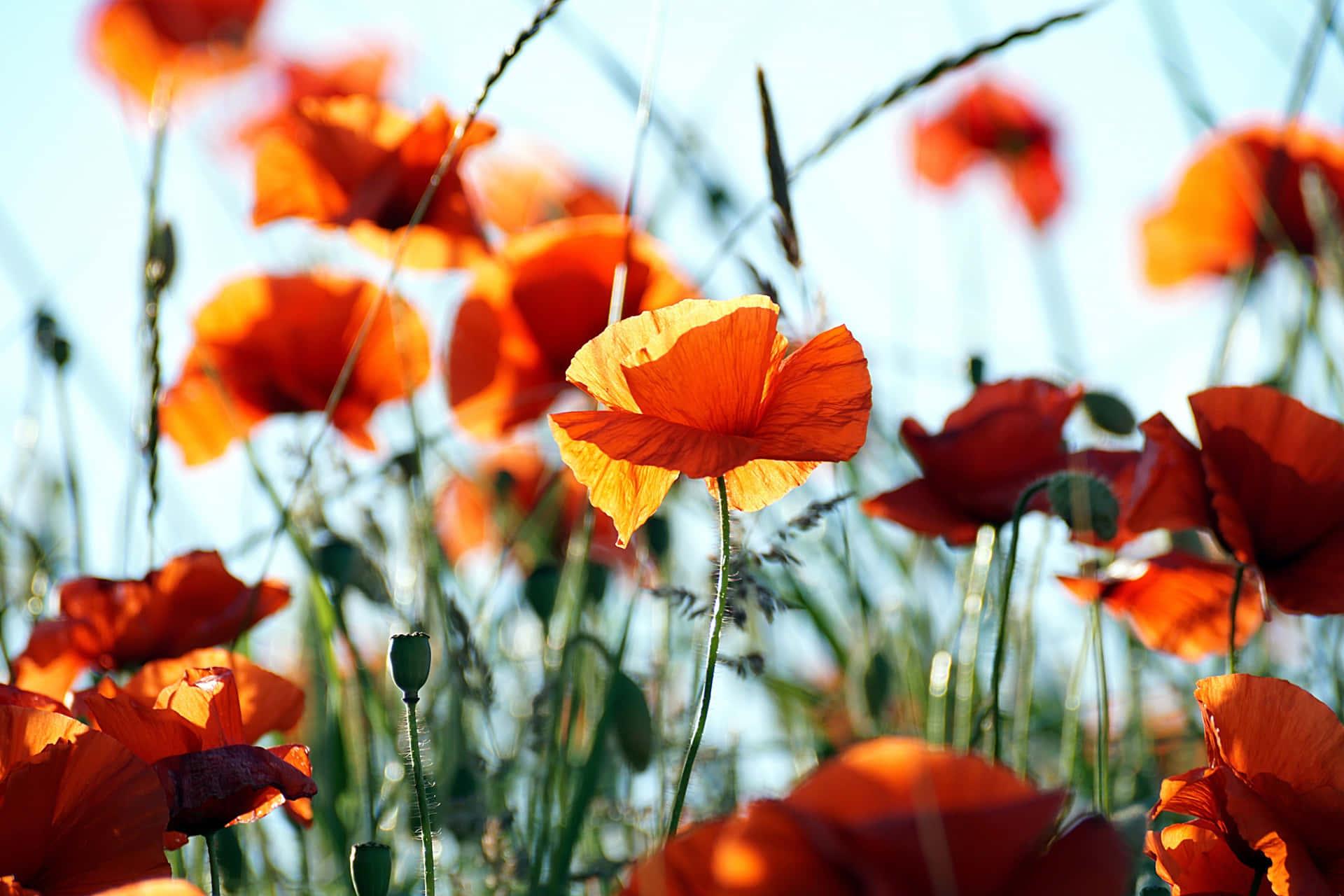 Orange Poppies Wallpapers Top Free Orange Poppies Backgrounds