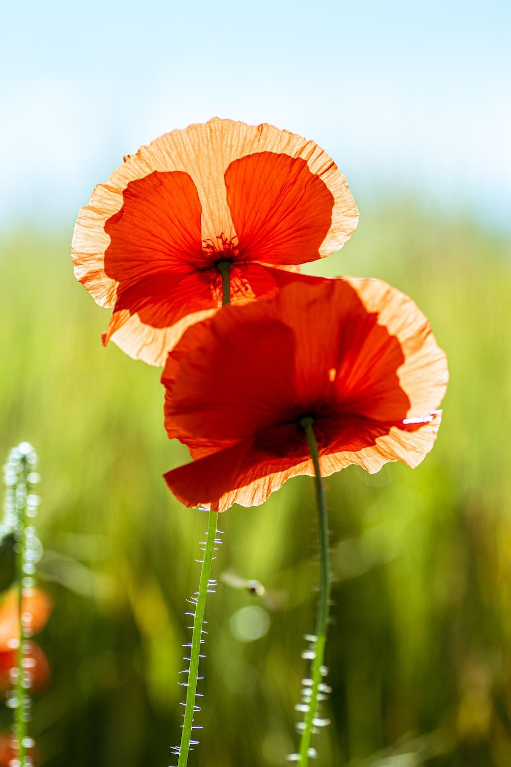 Orange Poppies Wallpapers Top Free Orange Poppies Backgrounds