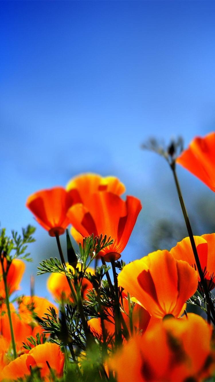 Orange Poppies Wallpapers Top Free Orange Poppies Backgrounds
