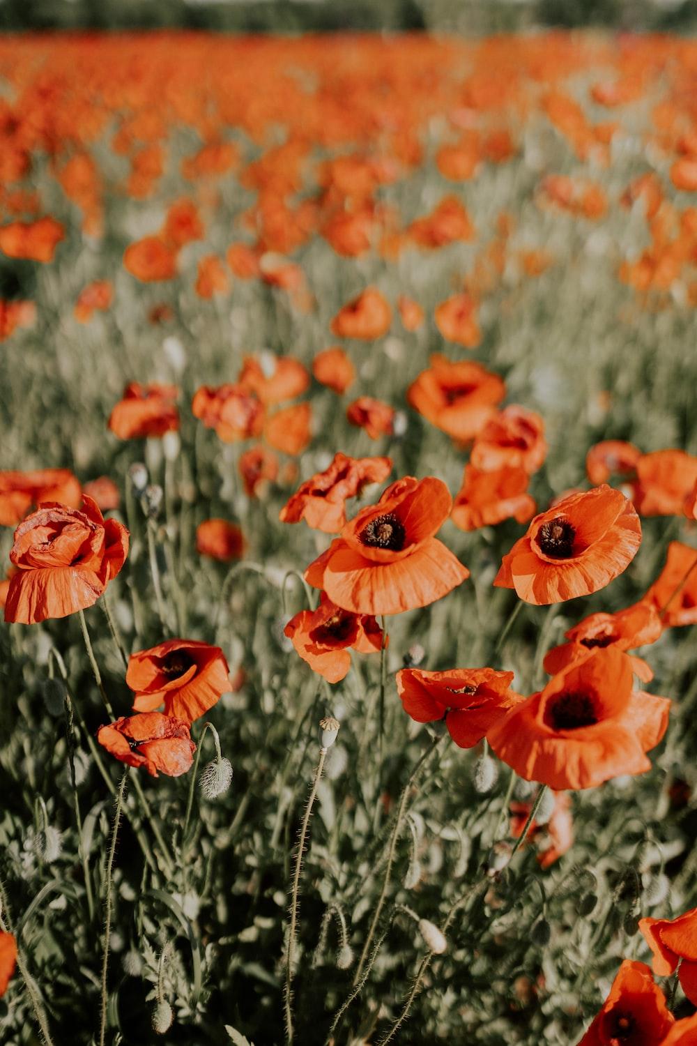 Orange Poppies Wallpapers Top Free Orange Poppies Backgrounds