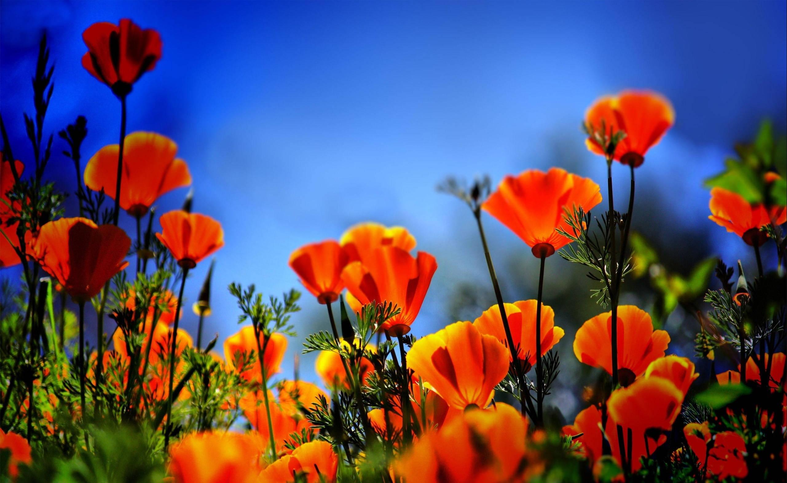 Orange Poppies Wallpapers Top Free Orange Poppies Backgrounds