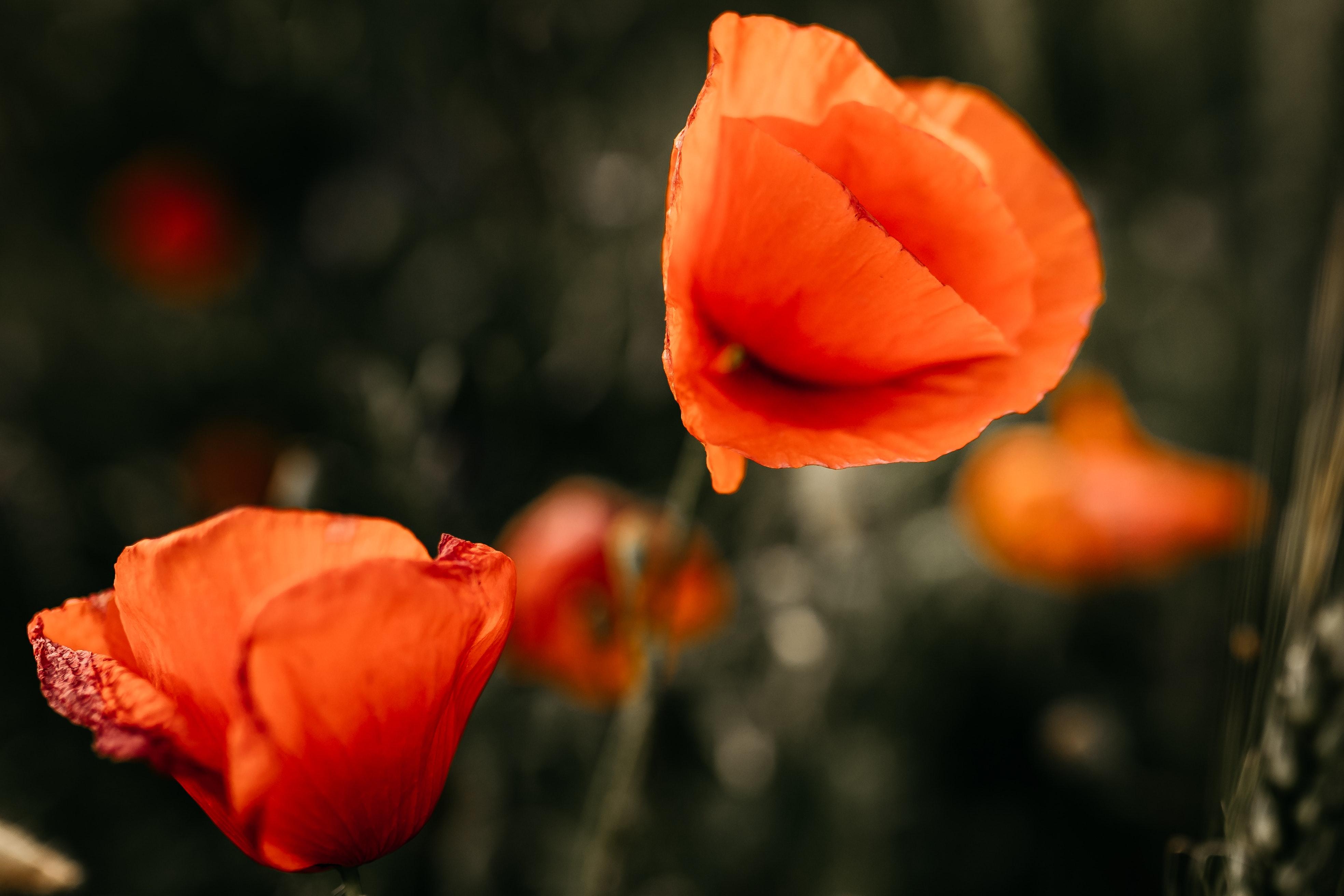 Orange Poppies Wallpapers Top Free Orange Poppies Backgrounds