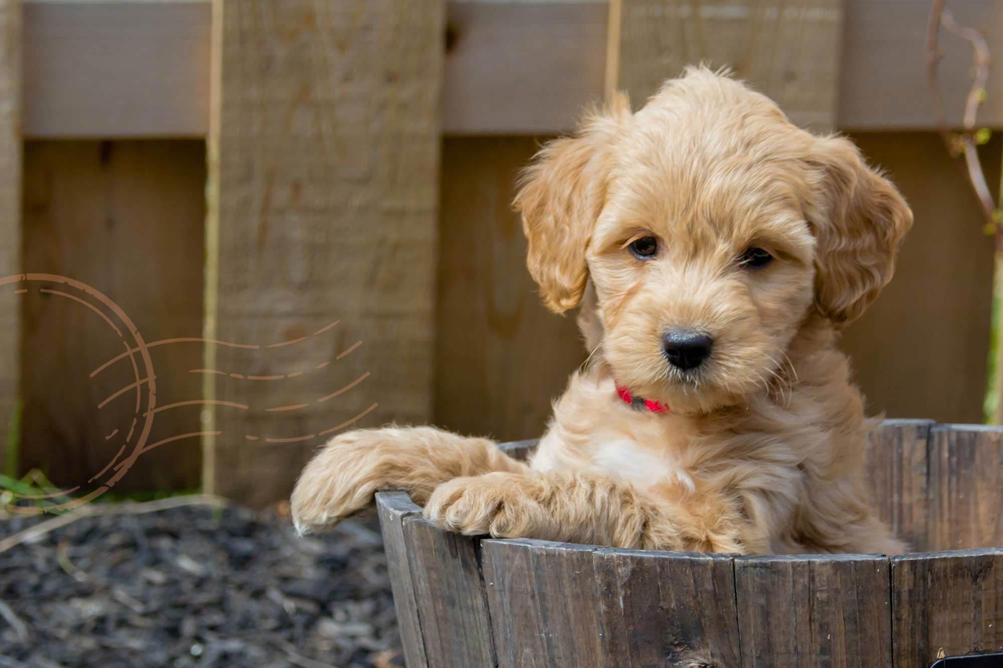 Mini Goldendoodle Wallpapers Top Free Mini Goldendoodle Backgrounds