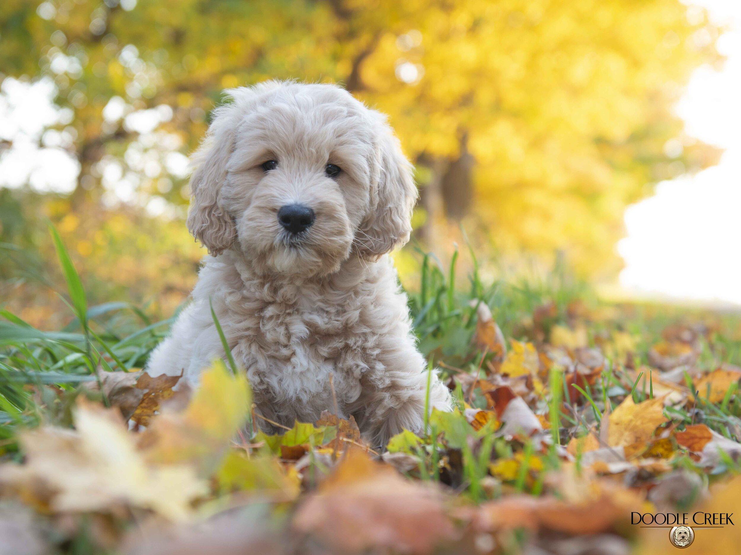 Mini Goldendoodle Wallpapers Top Free Mini Goldendoodle Backgrounds