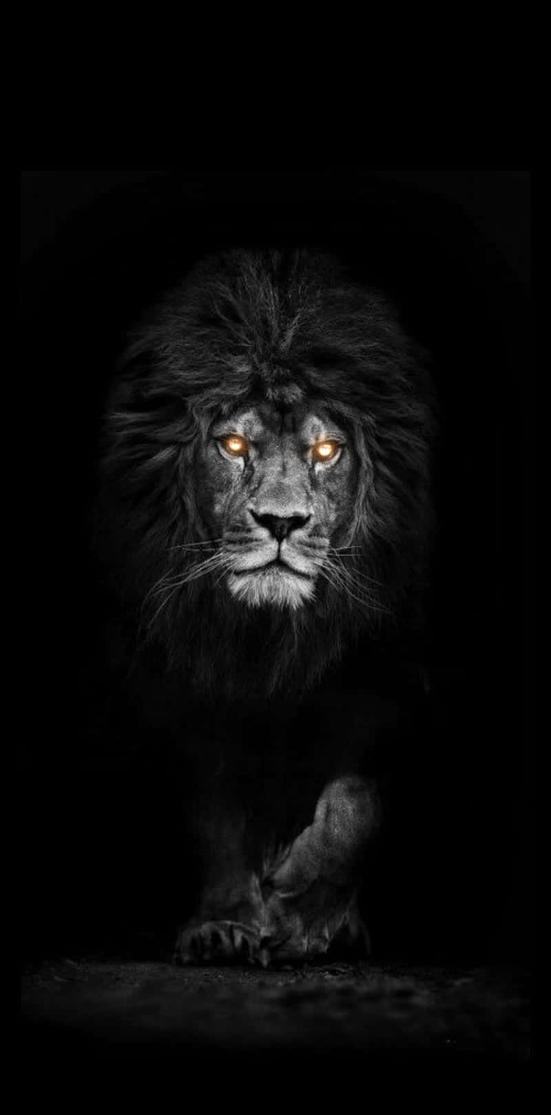Lion In Suit Wallpapers Top Free Lion In Suit Backgrounds