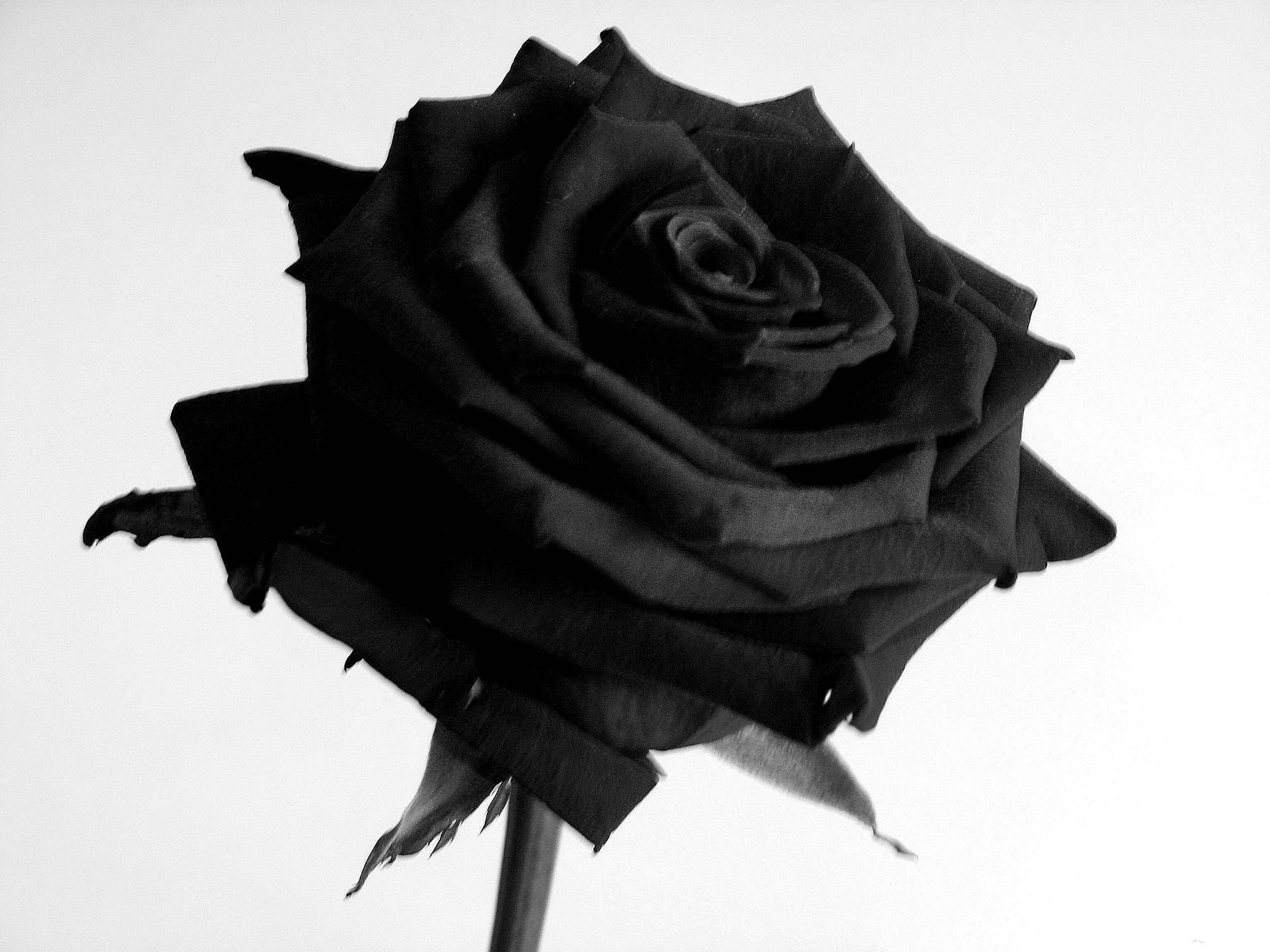 Black Rose Flower Wallpapers Top Free Black Rose Flower Backgrounds