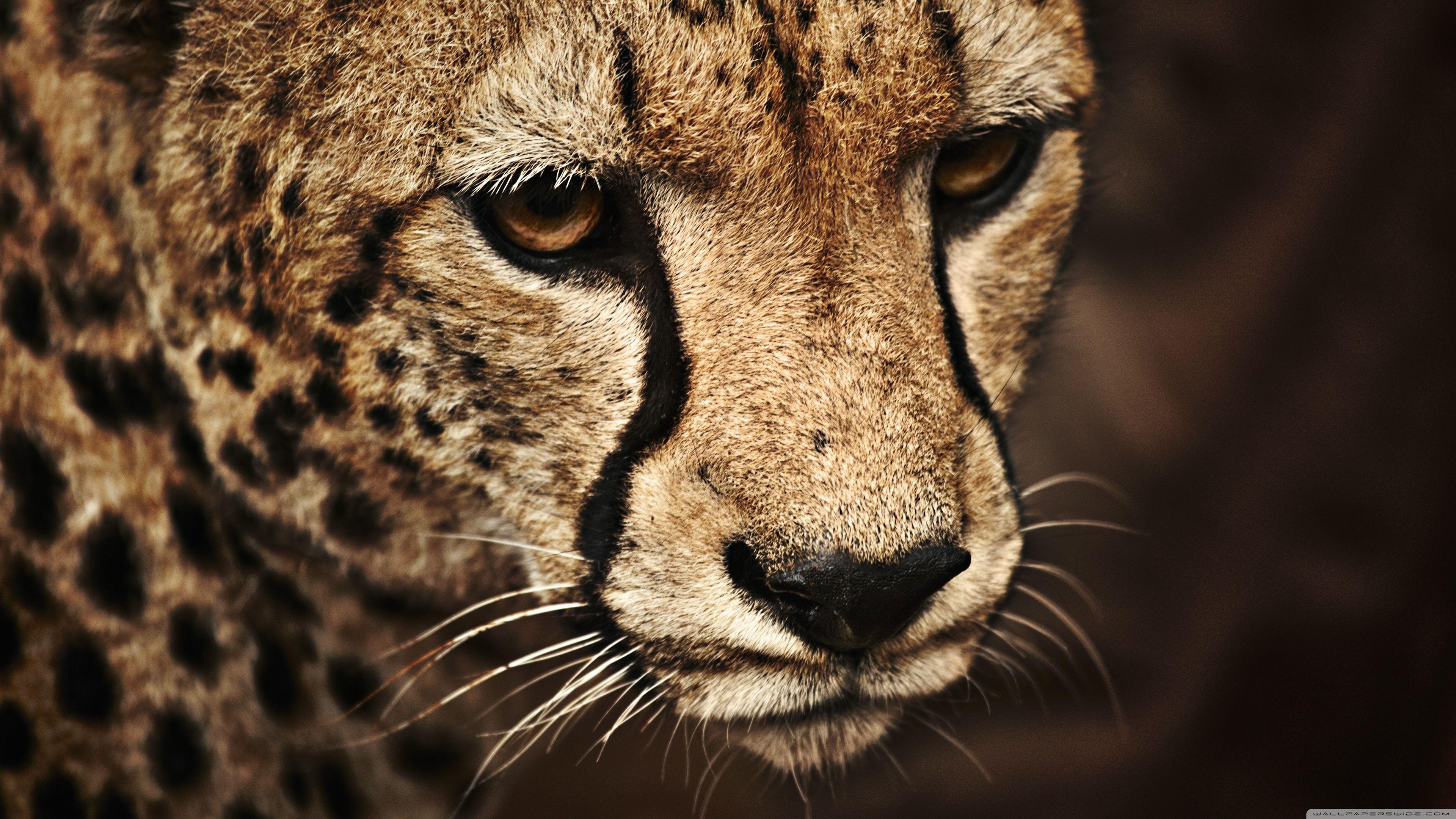 Cheetah Ultra HD Wallpapers Top Free Cheetah Ultra HD Backgrounds