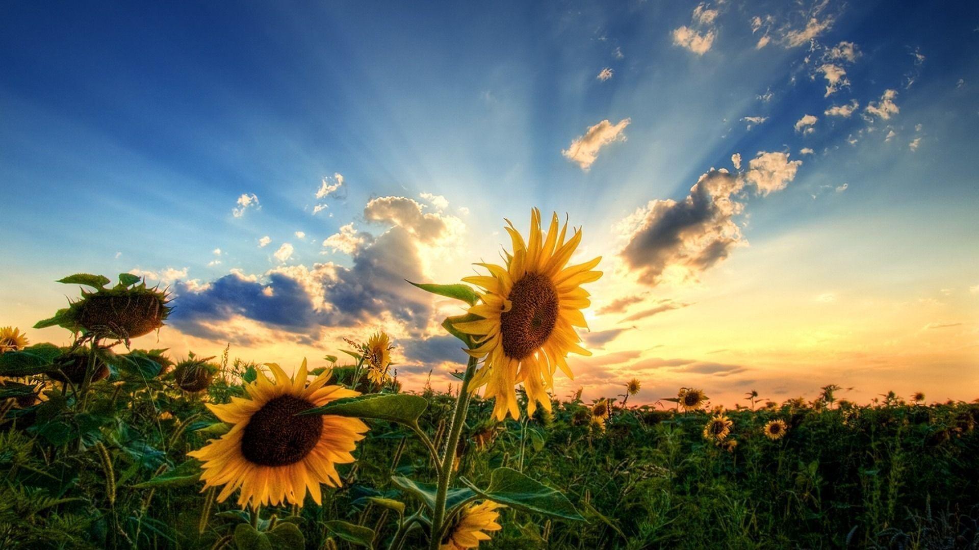 Sunflower Sunrise Wallpapers Top Free Sunflower Sunrise Backgrounds