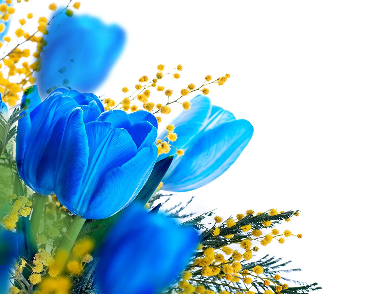 Blue Tulips Wallpapers Top Free Blue Tulips Backgrounds WallpaperAccess