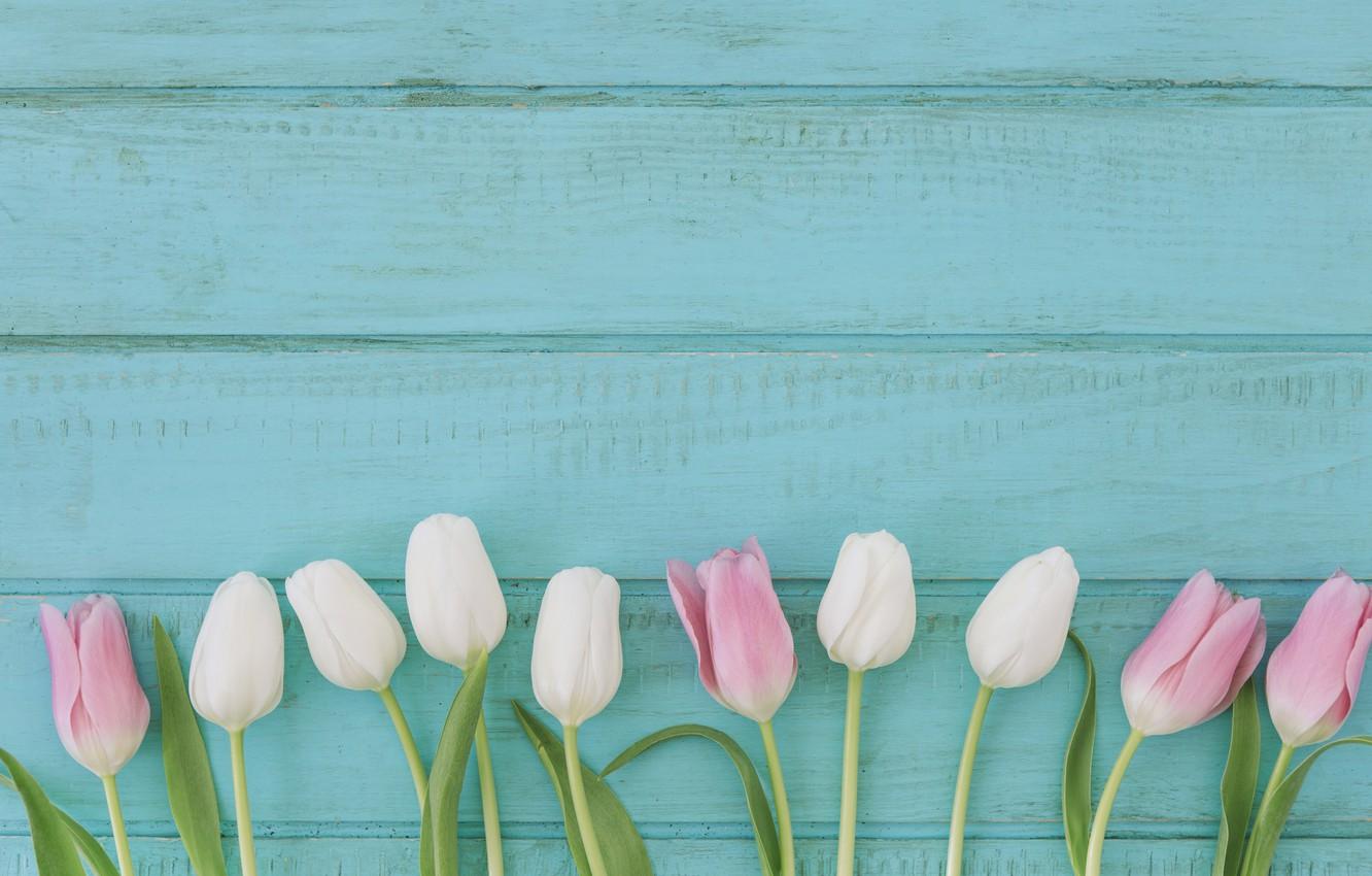 Blue Tulips Wallpapers Top Free Blue Tulips Backgrounds WallpaperAccess
