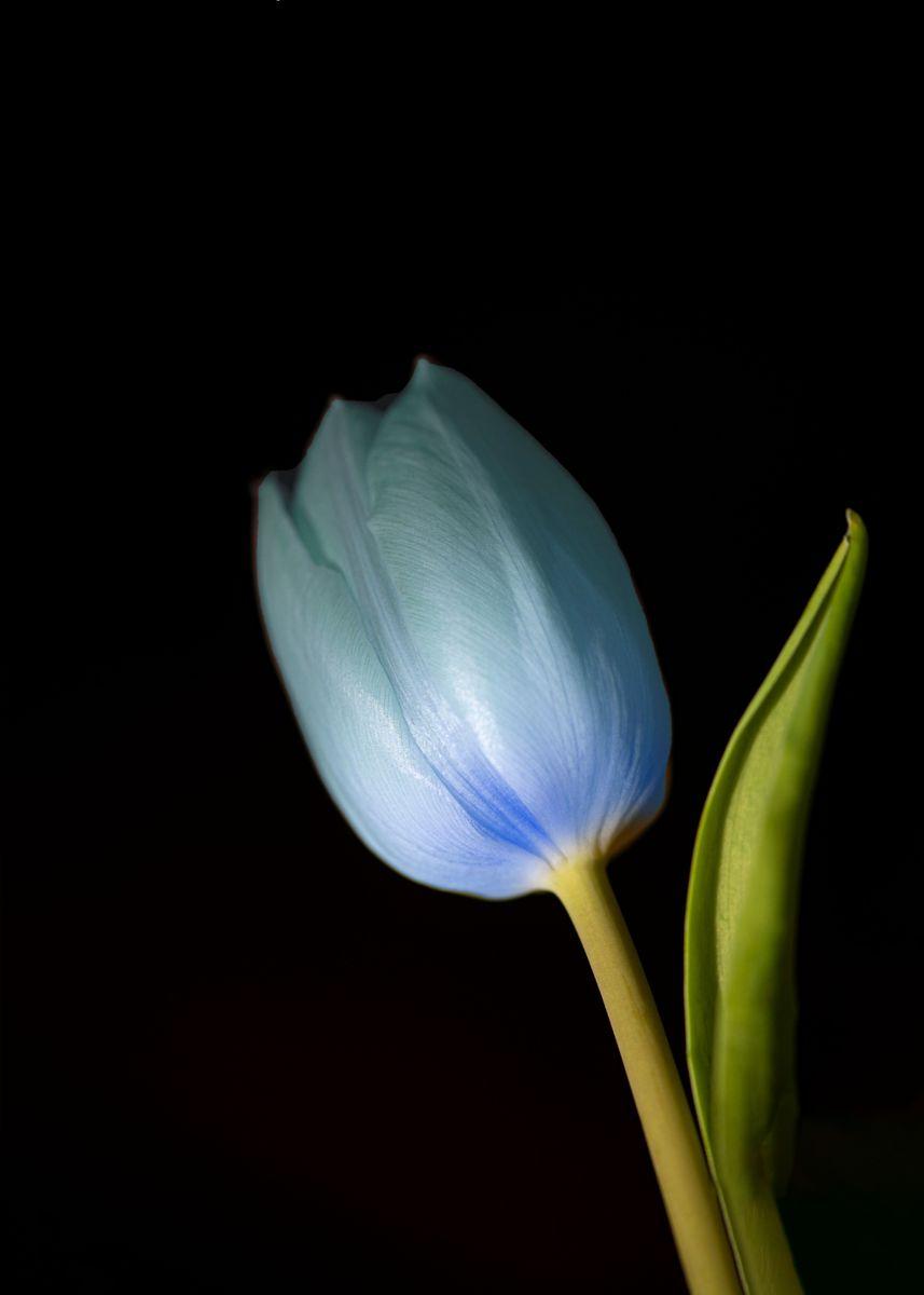 Blue Tulips Wallpapers Top Free Blue Tulips Backgrounds WallpaperAccess